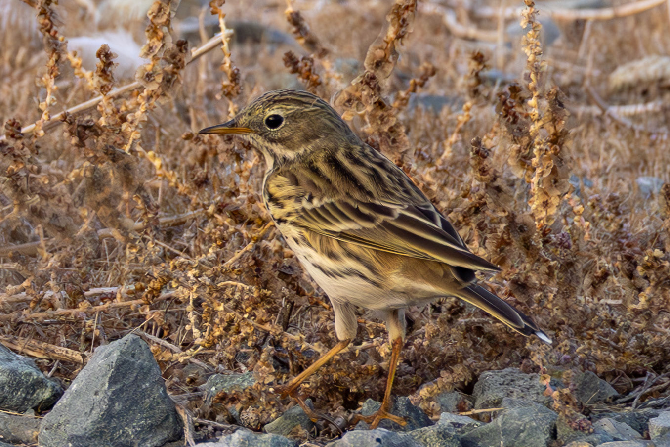 Meadow Pipit