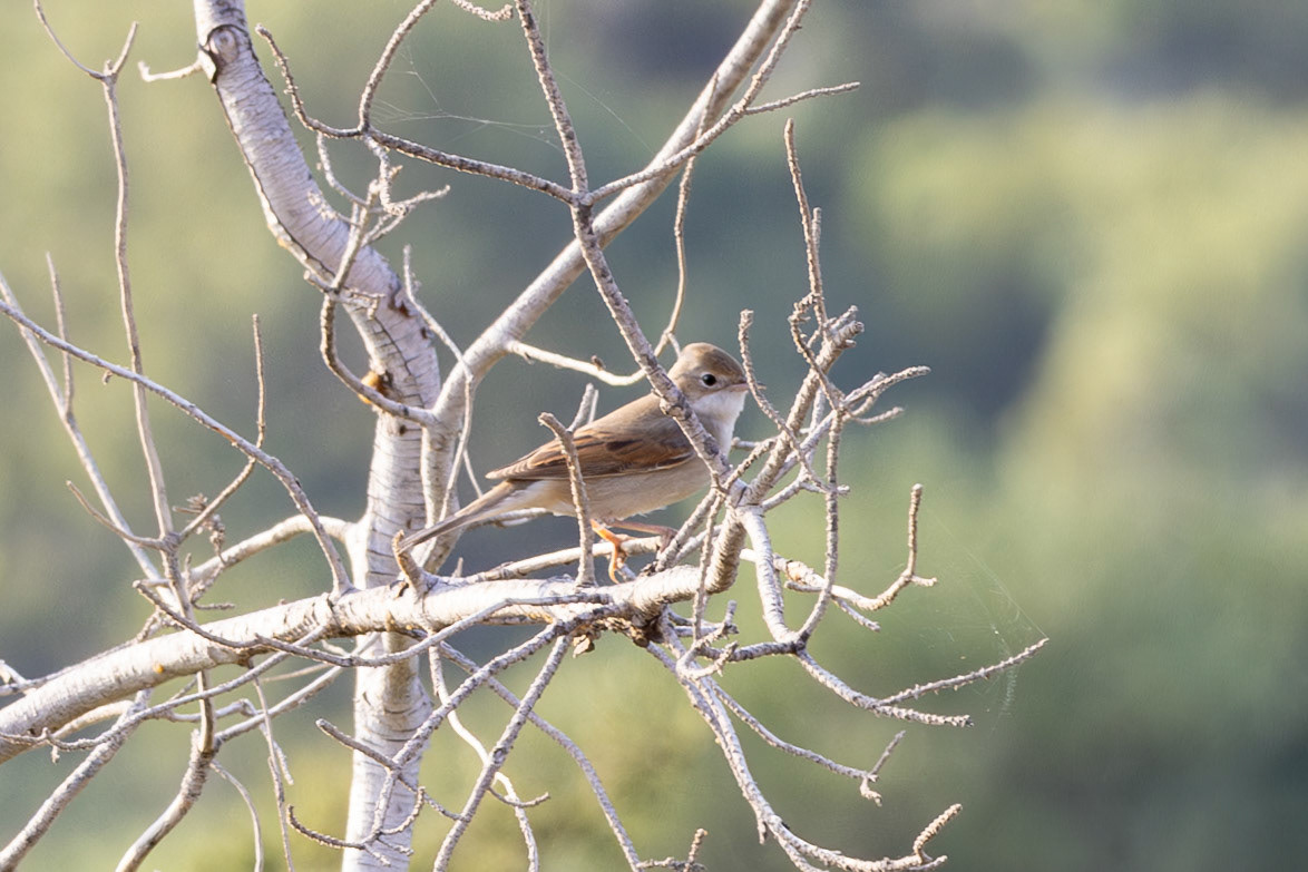 Common Whitethroat