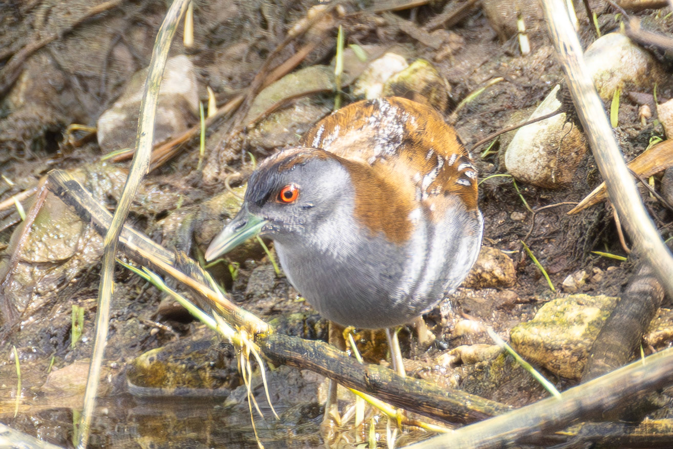 Baillon's Crake