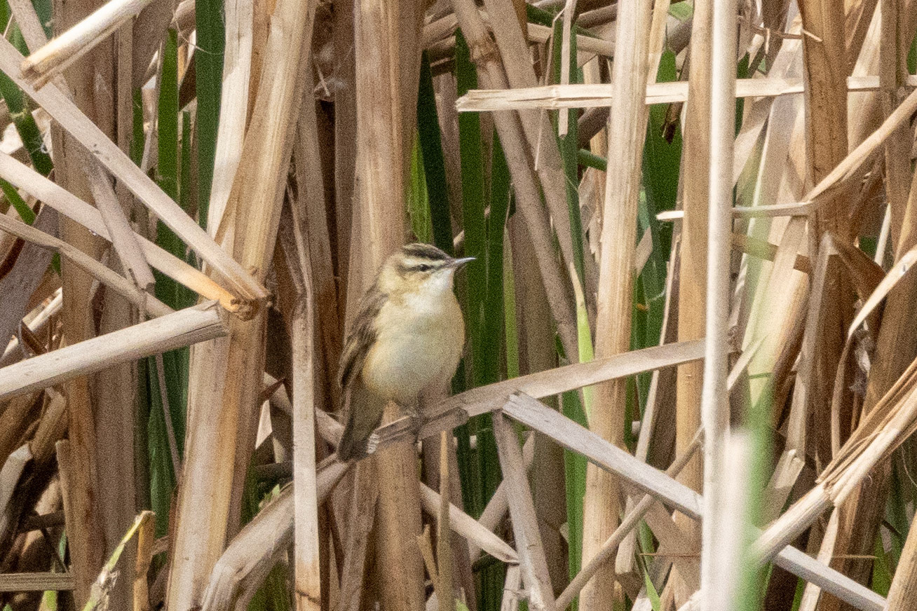 Sedge Warbler