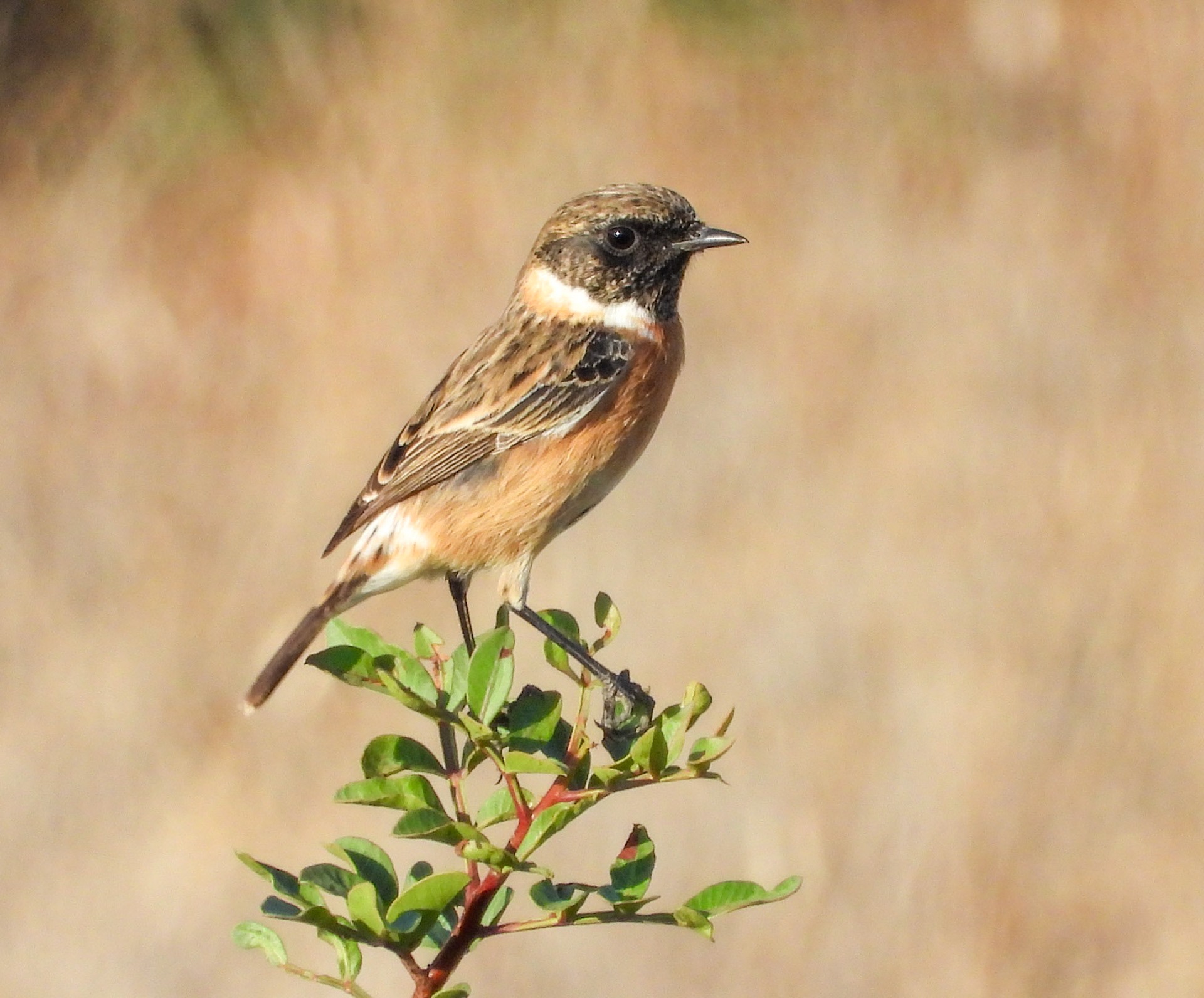 Stonechat