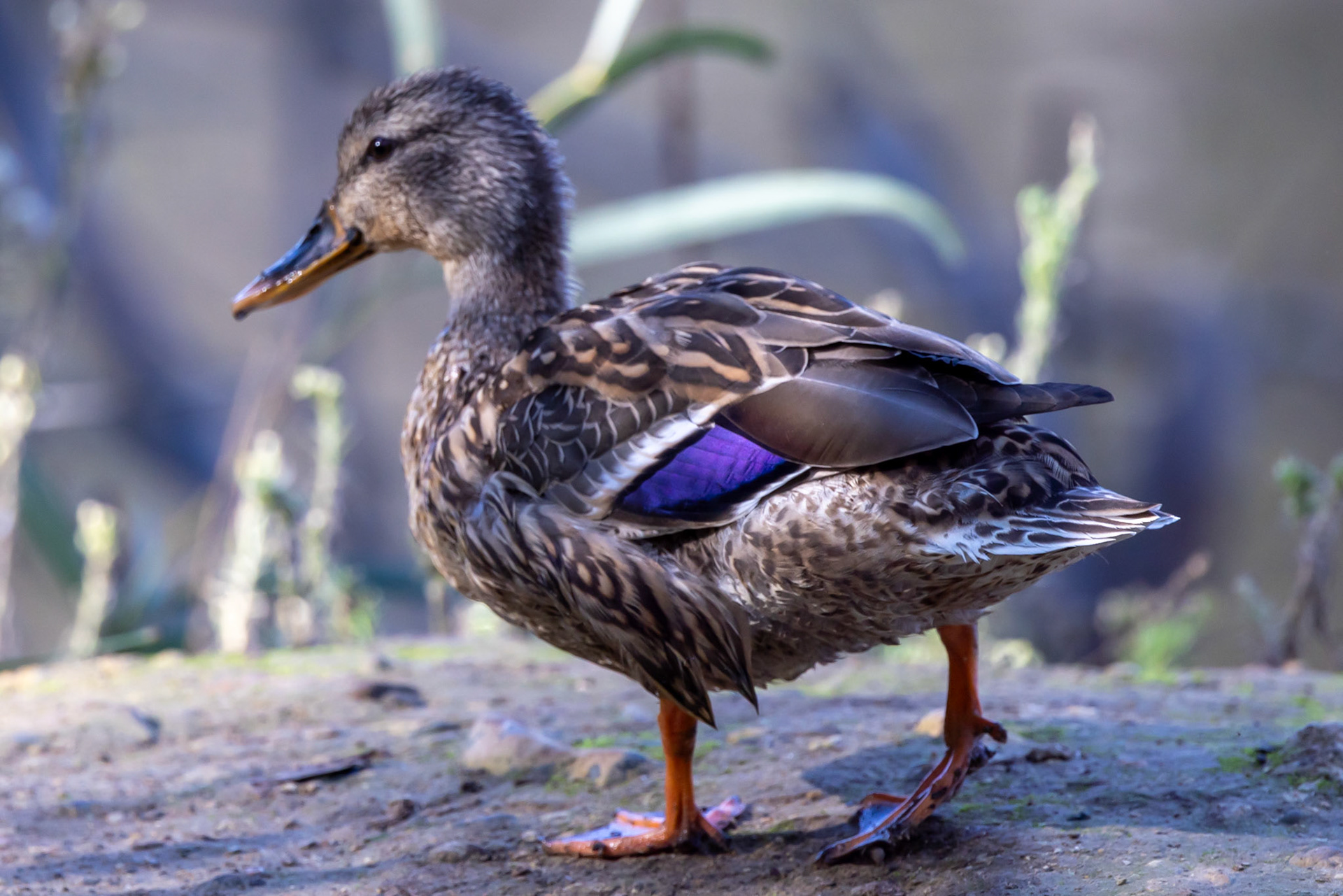 Mallard