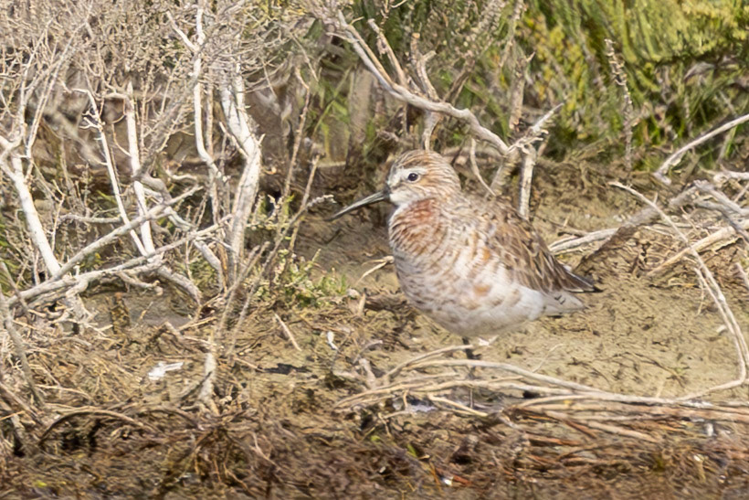 Curlew Sandpiper