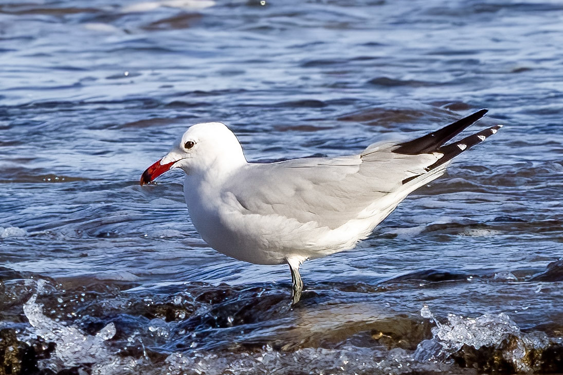 Audouins Gull