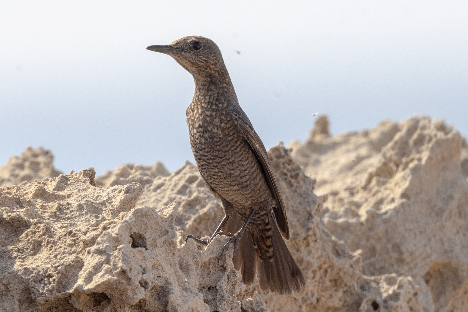 Blue Rock Thrush