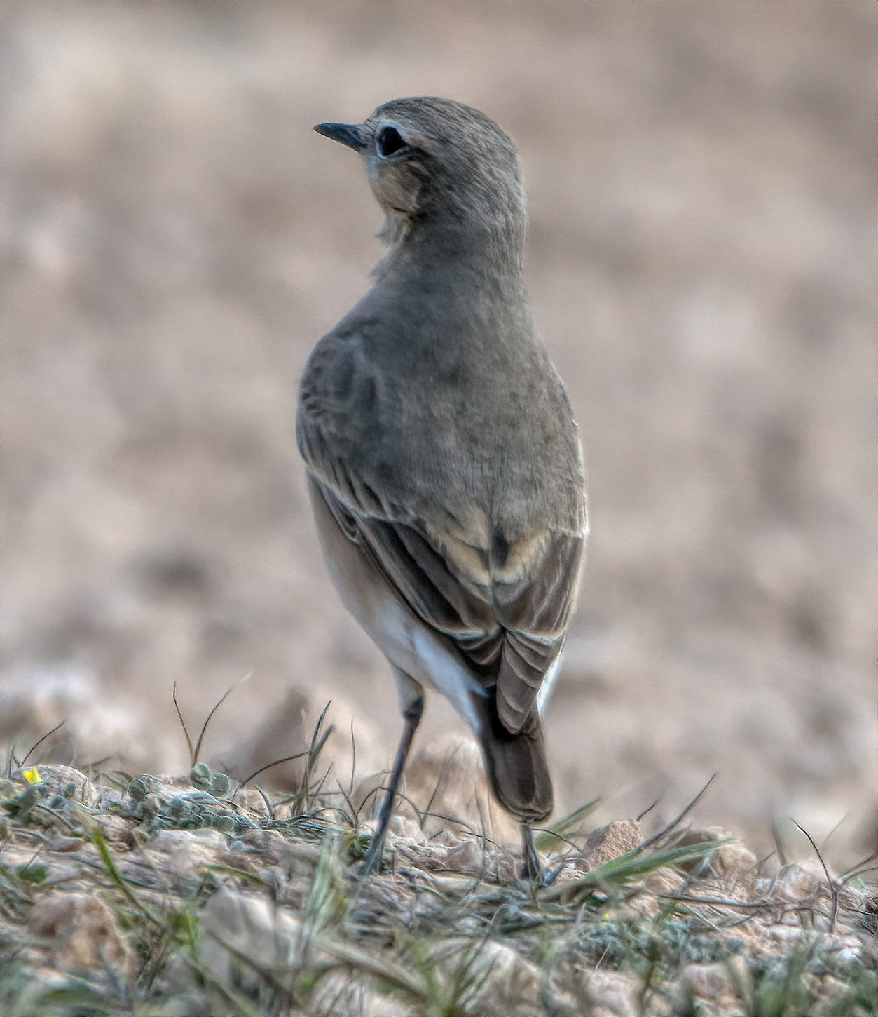 Wheatear