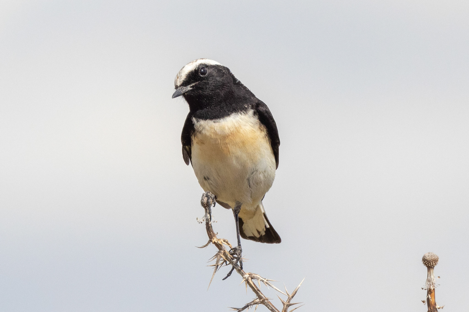 Cyprus Wheatear