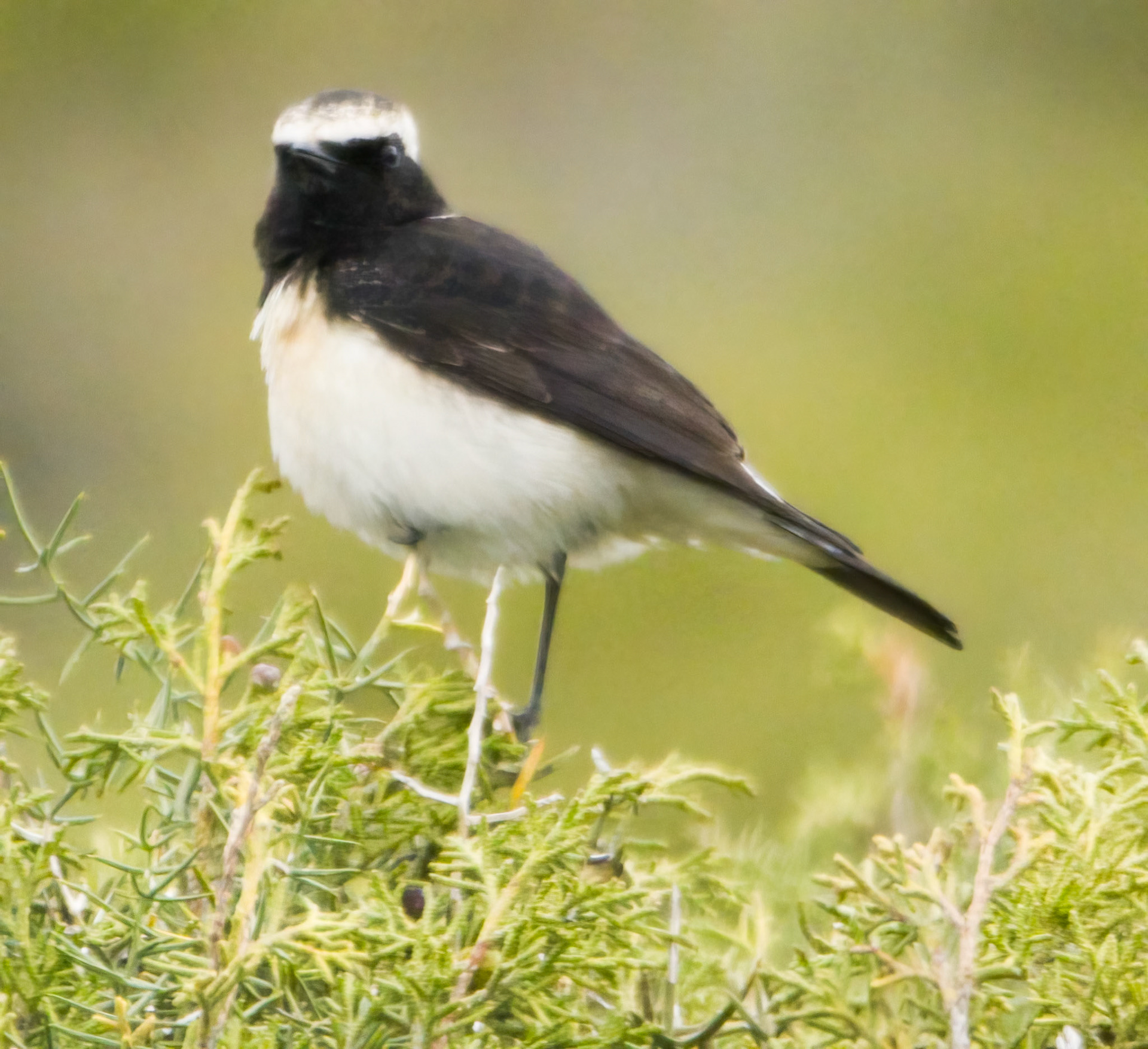 Cyprus Wheatear