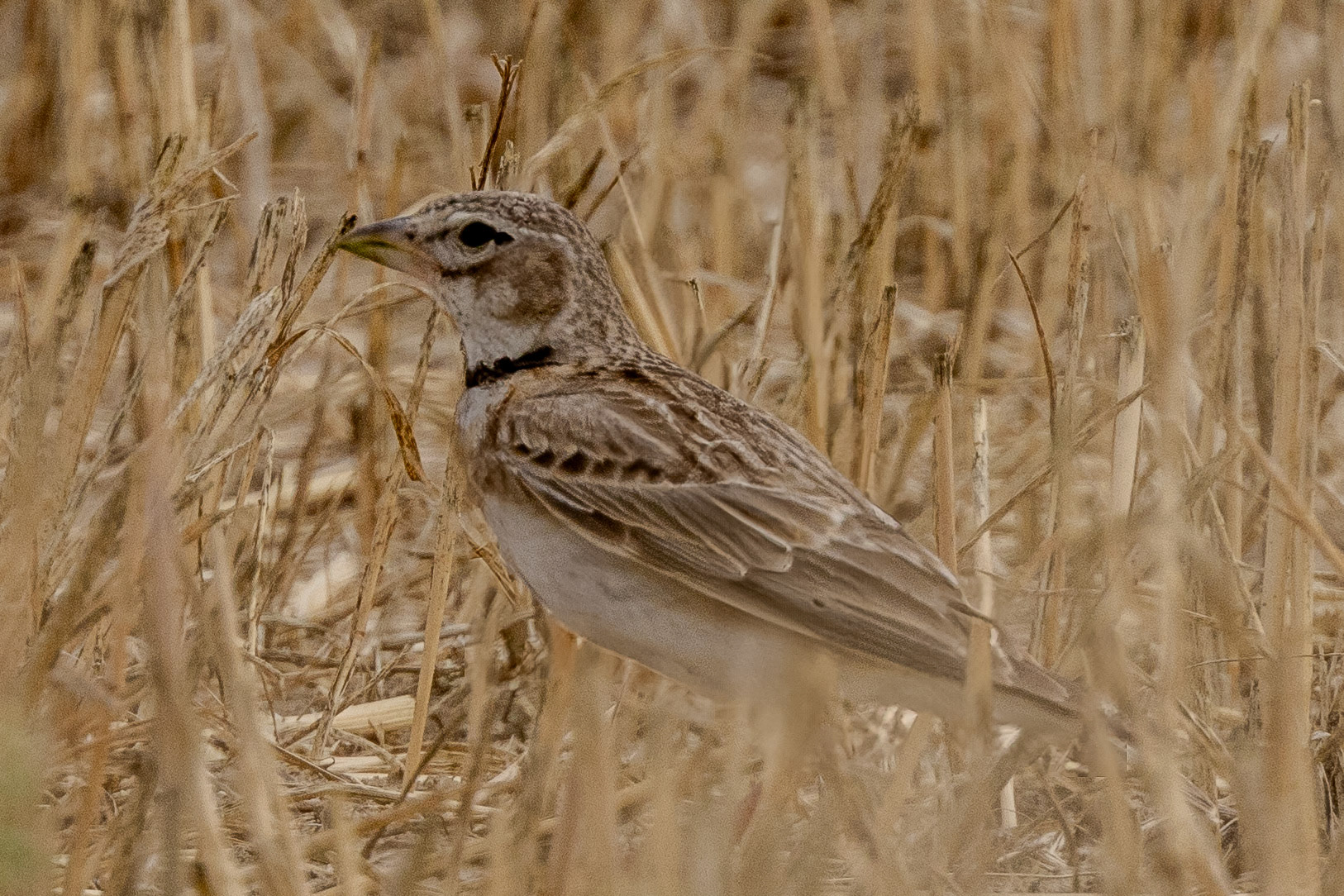 Calandra Lark