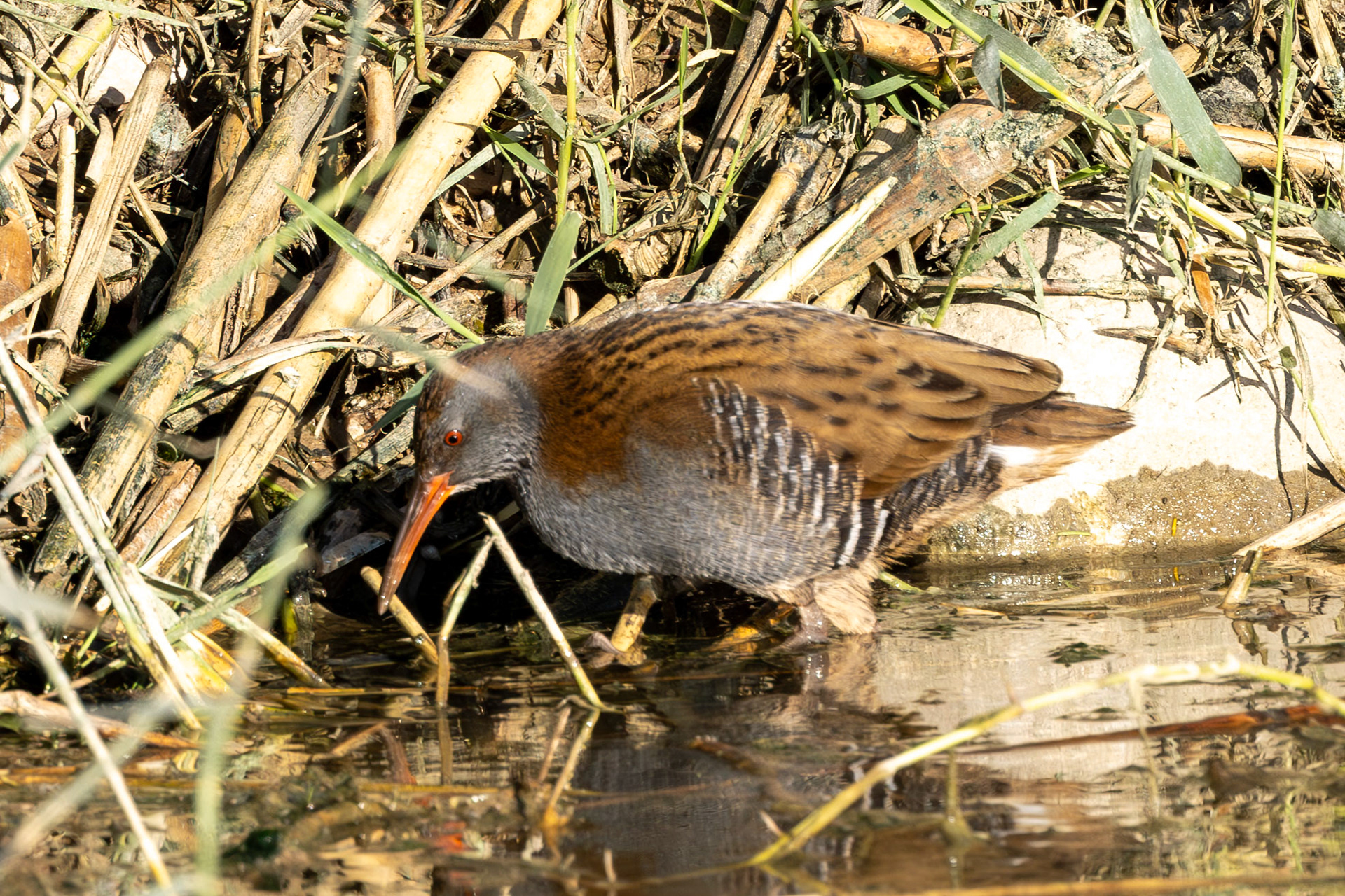 Water Rail