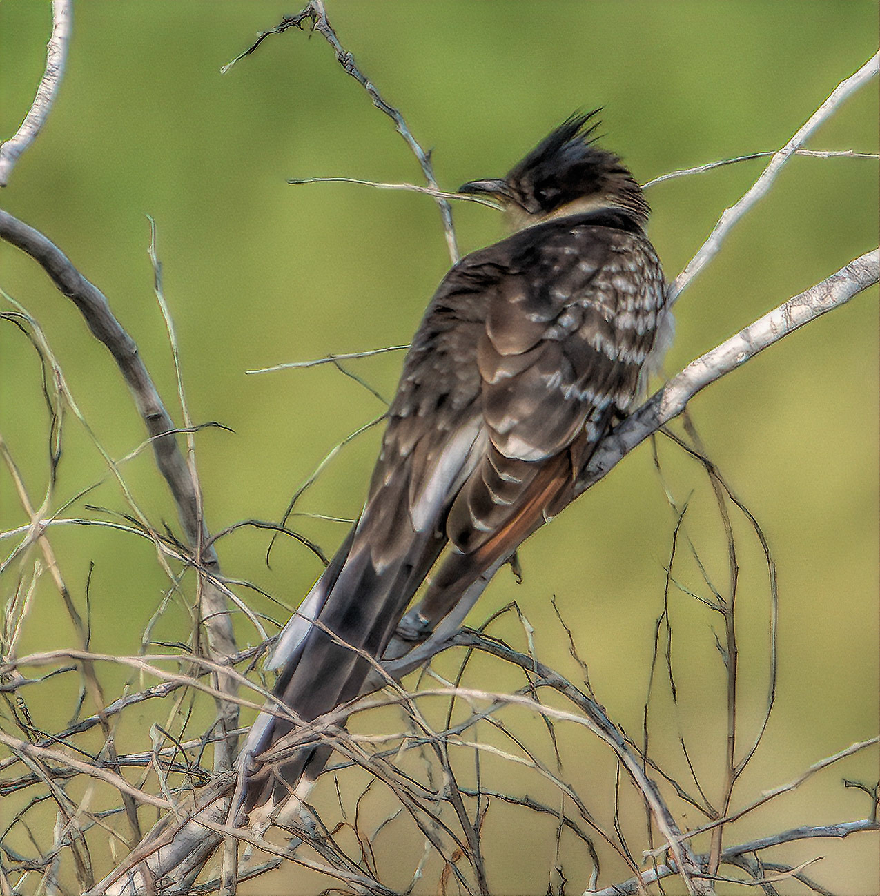 Great Spotted Cuckoo