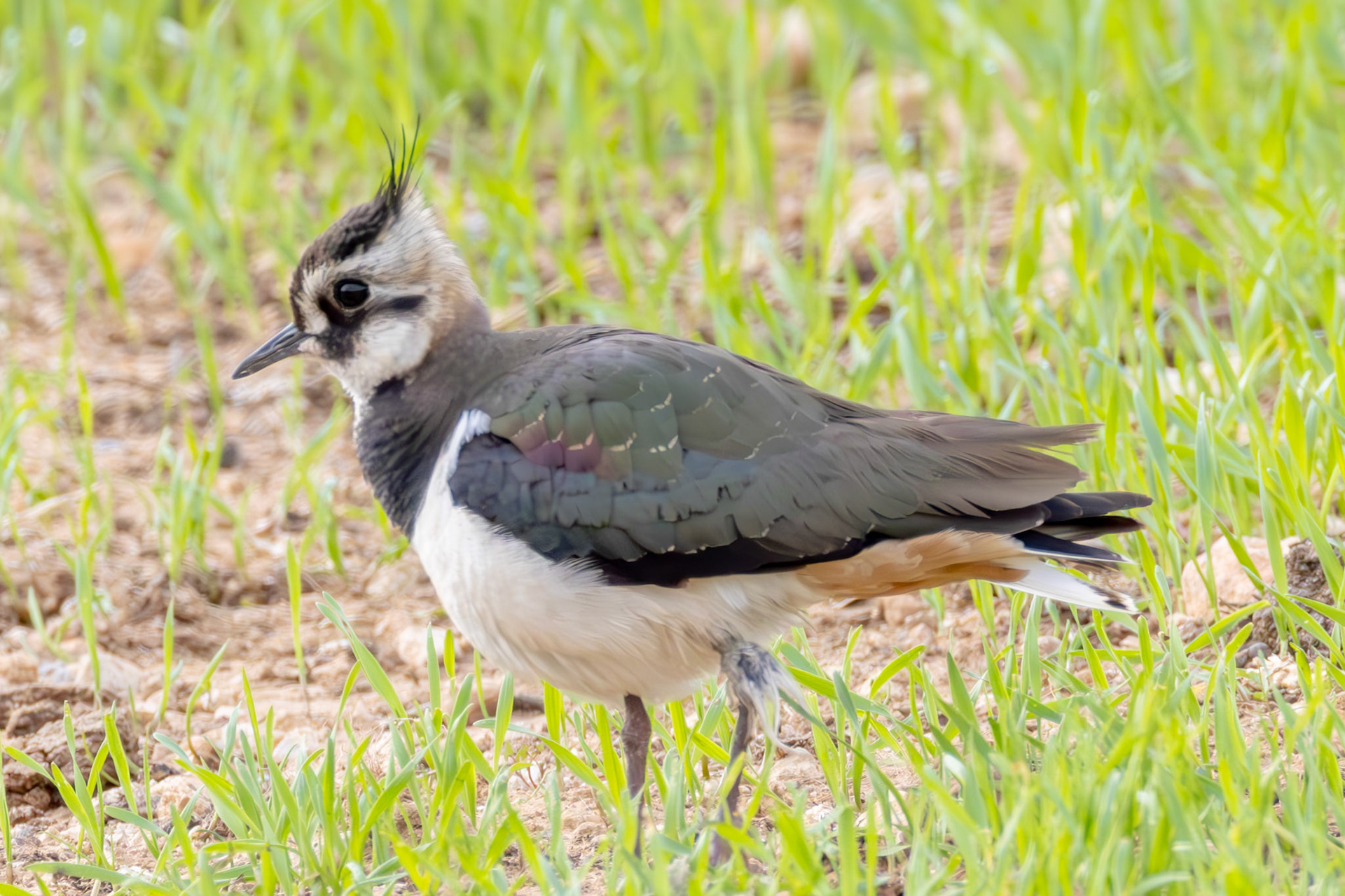 Lapwing