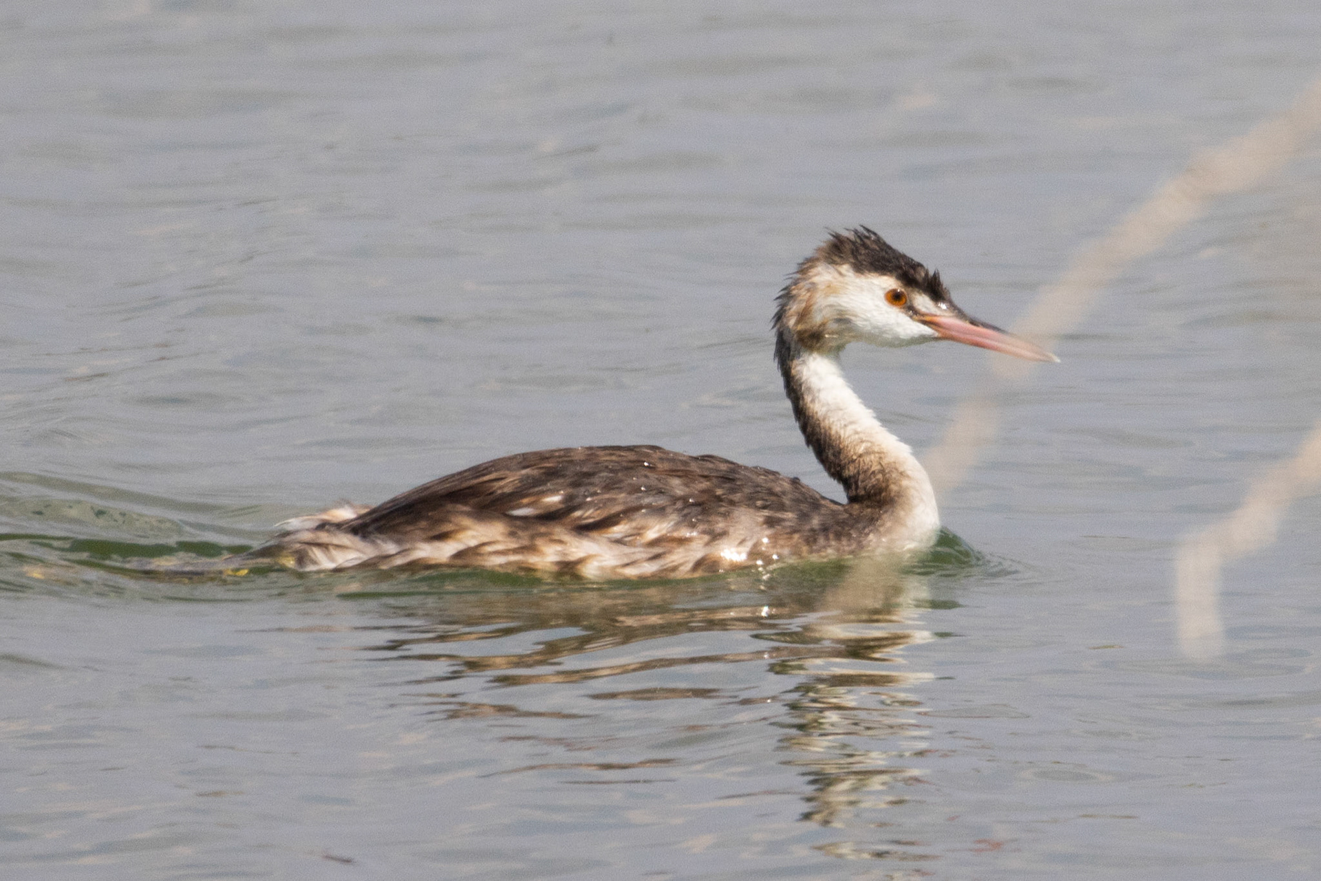 Great Crested Grebe