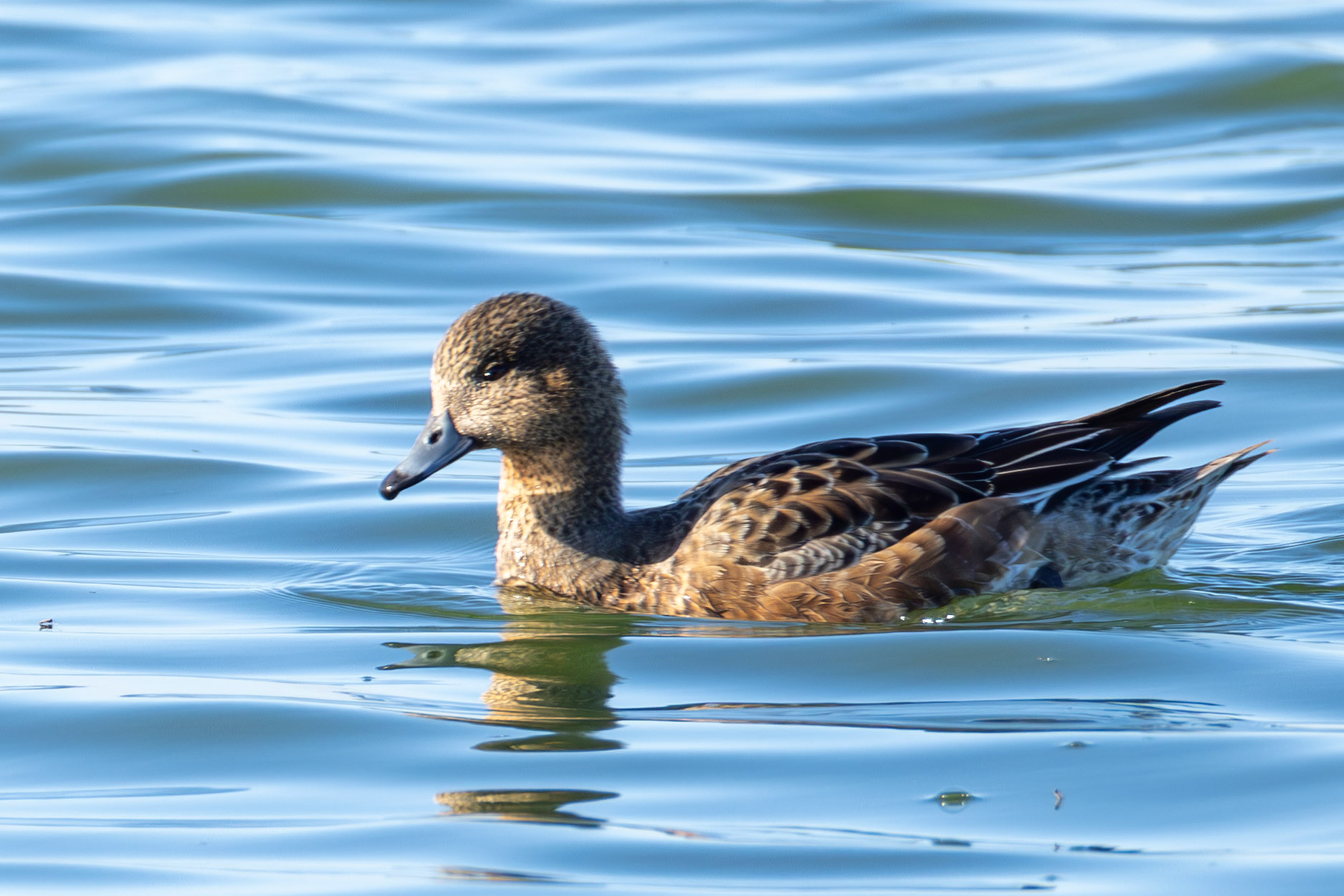 Eurasian Wigeon