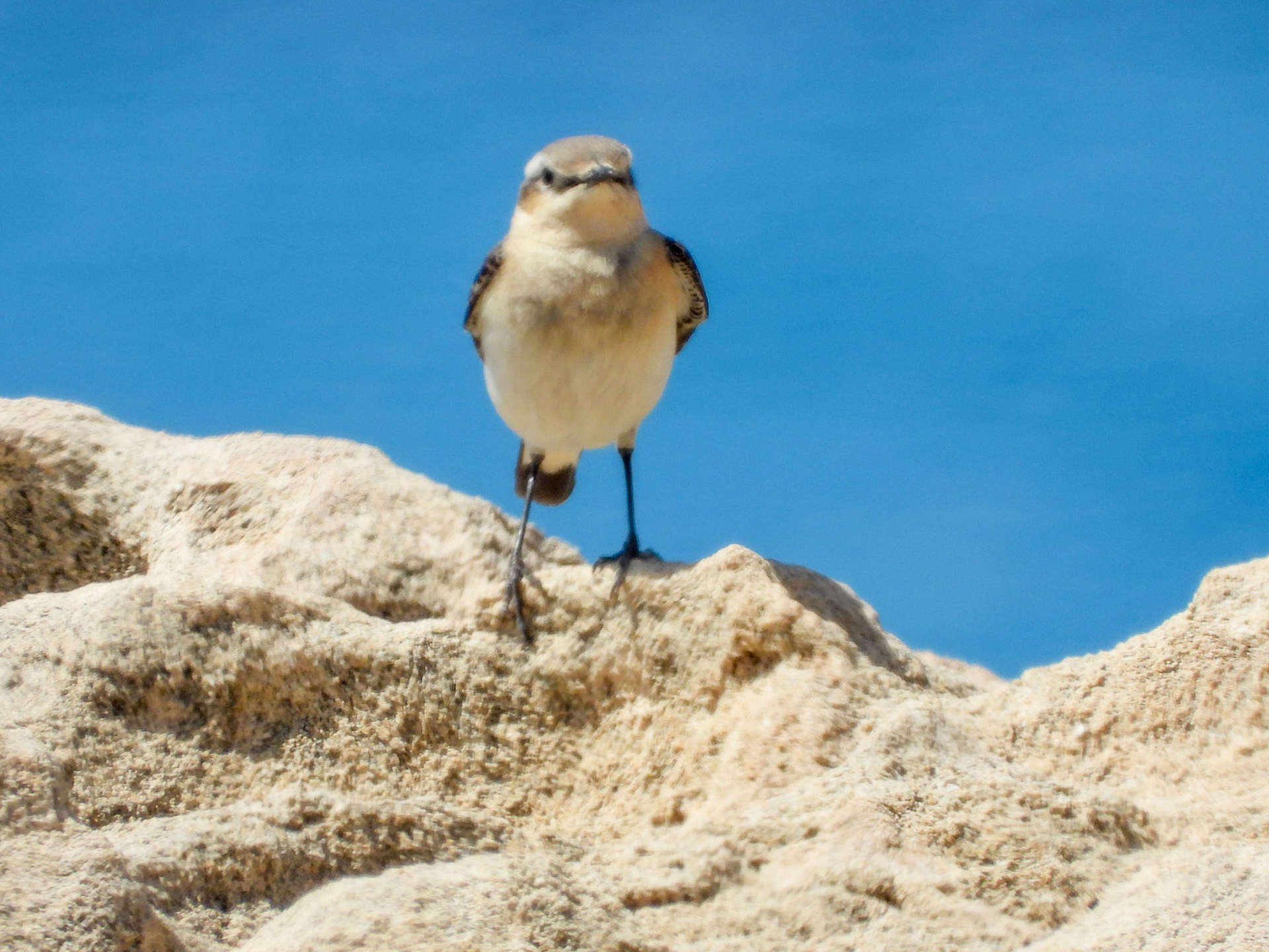 Northern Wheatear