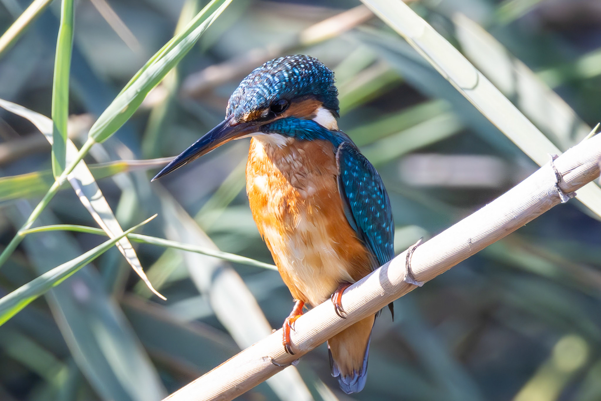 Kingfisher
