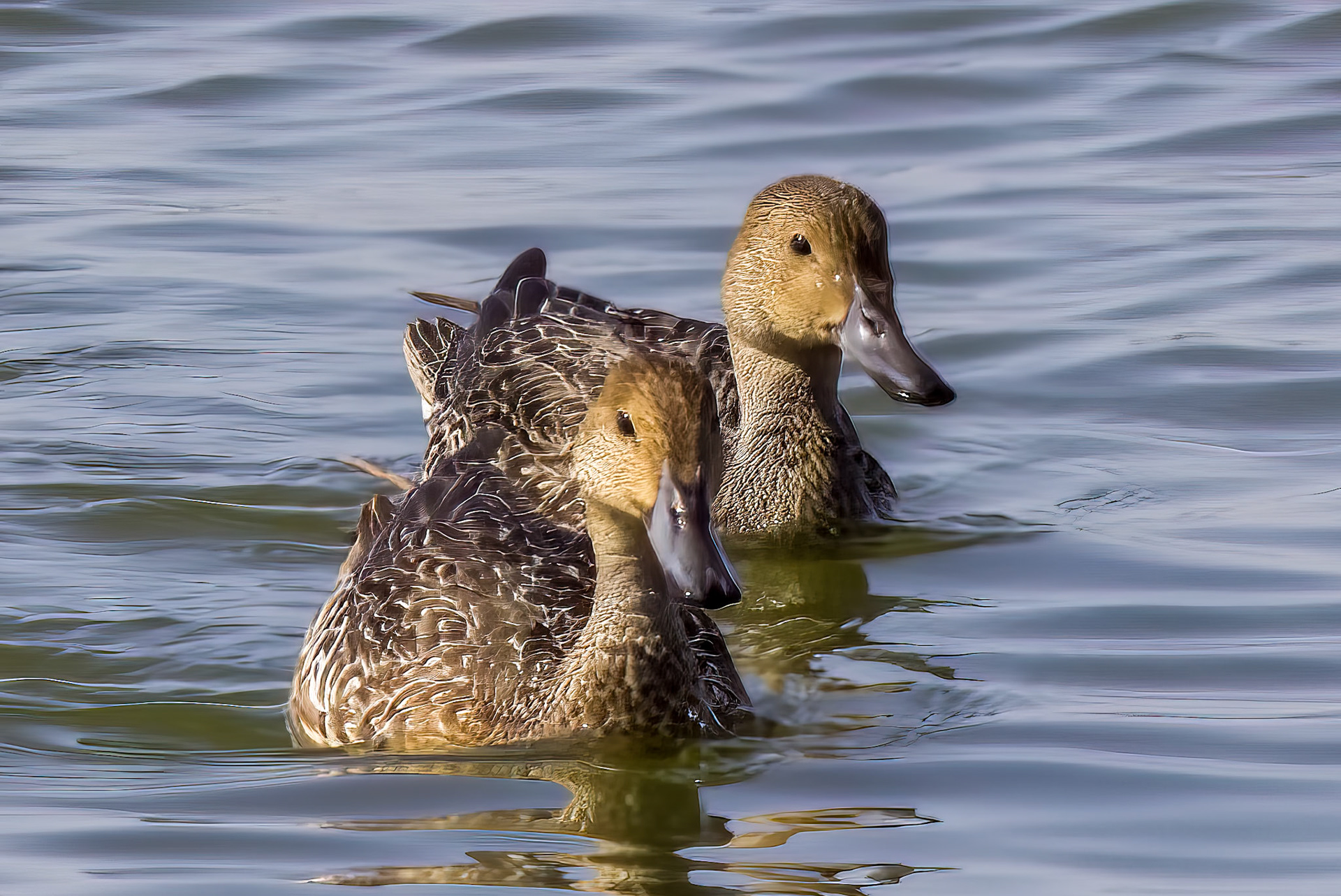 Pintail