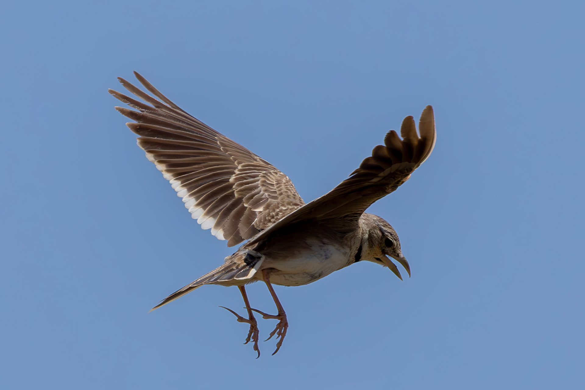 Calandra Lark