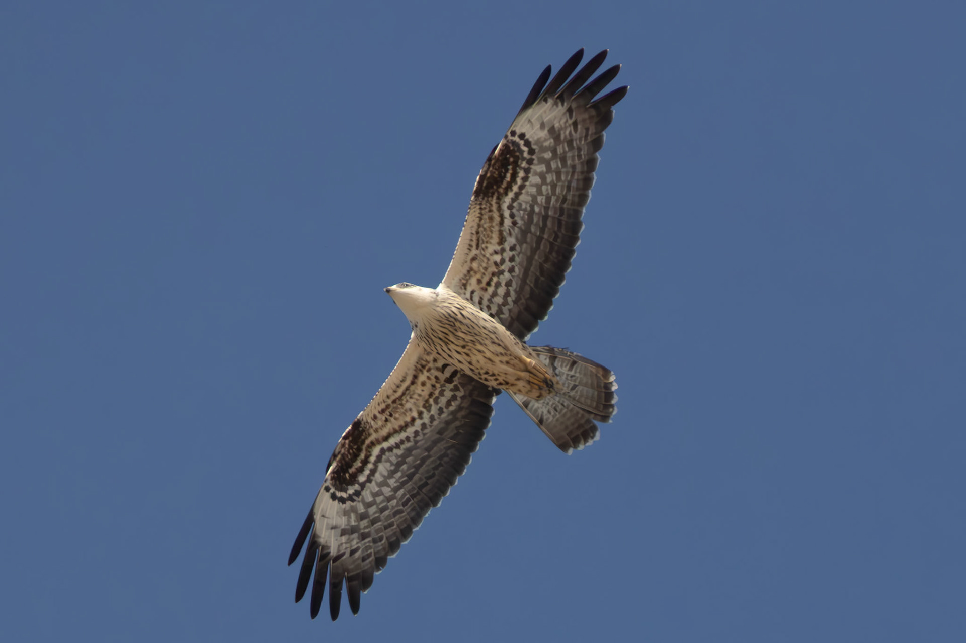 Honey Buzzard