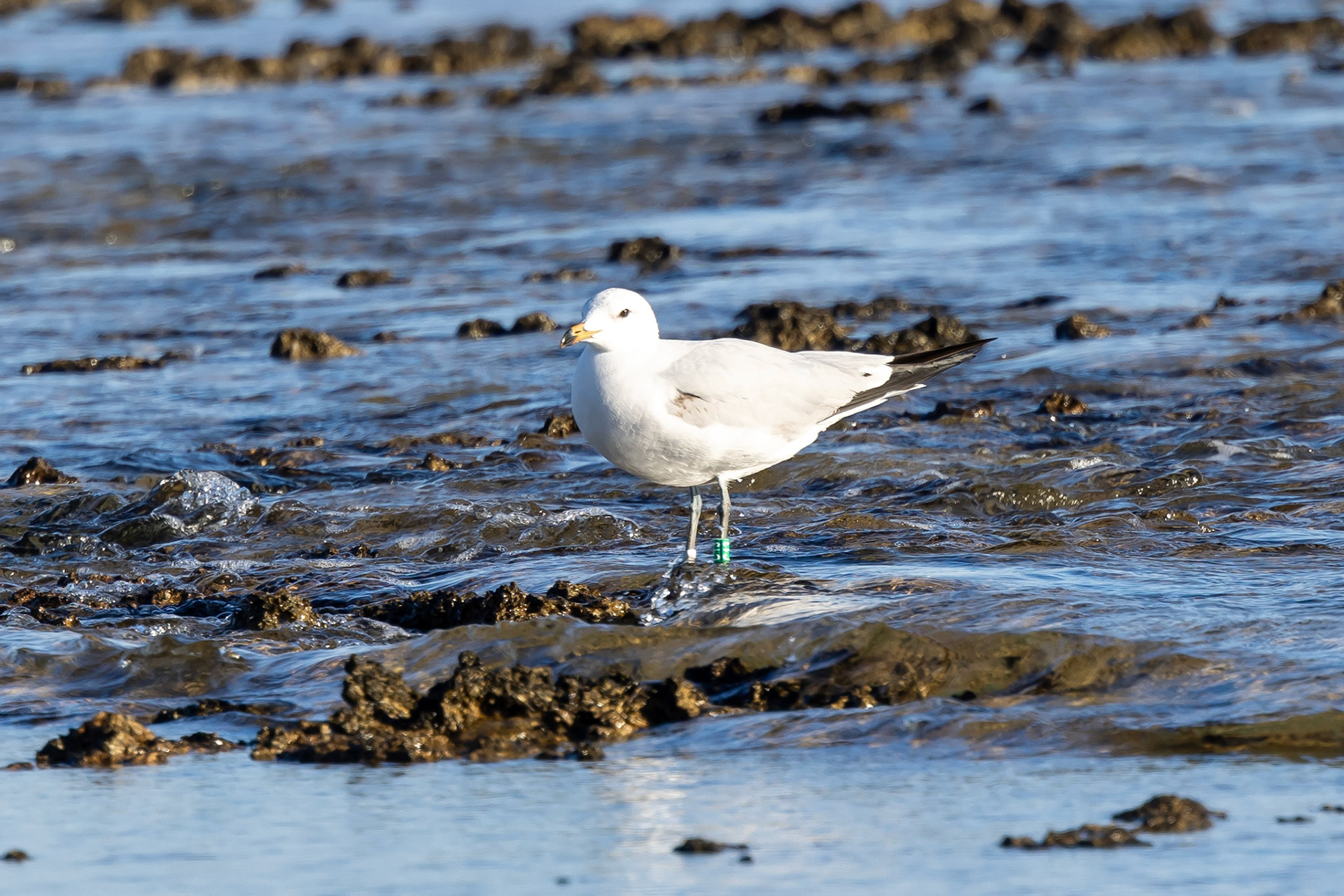 Audouins Gull