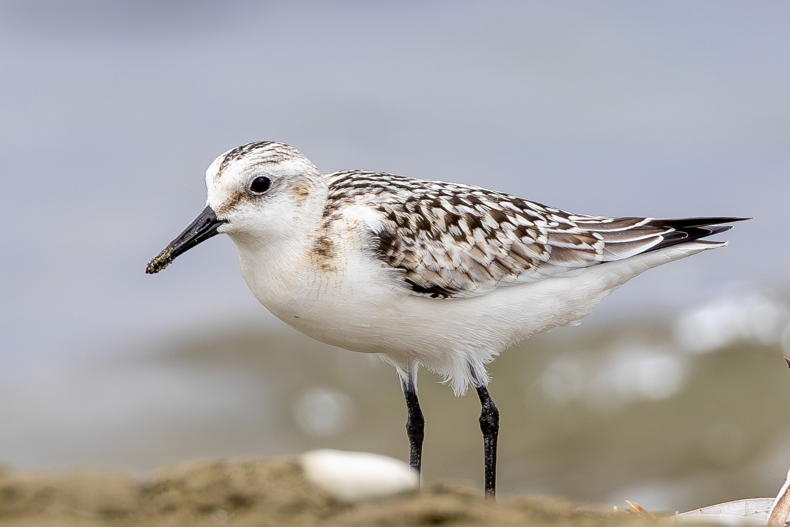 Sanderling