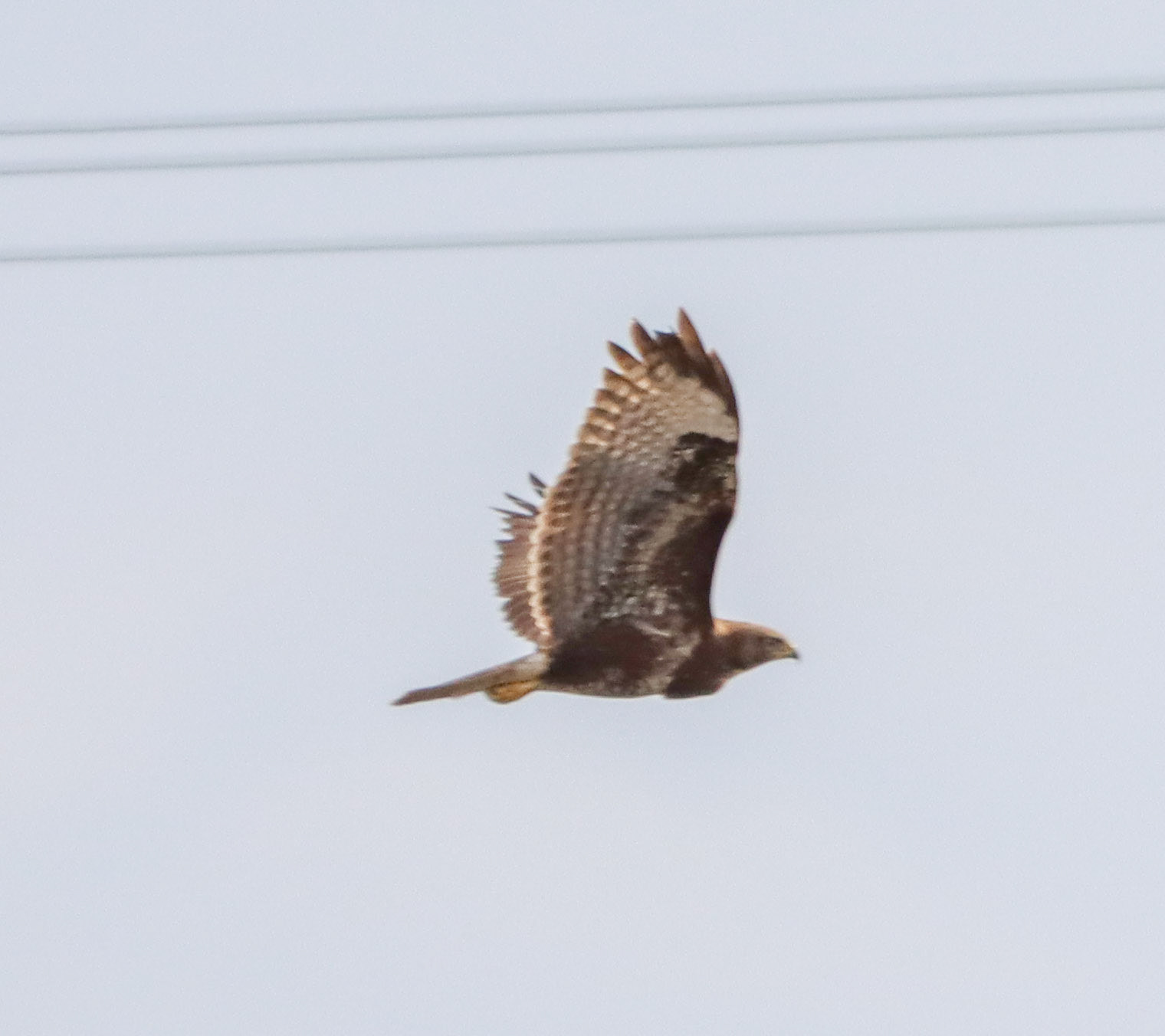 Long-legged Buzzard