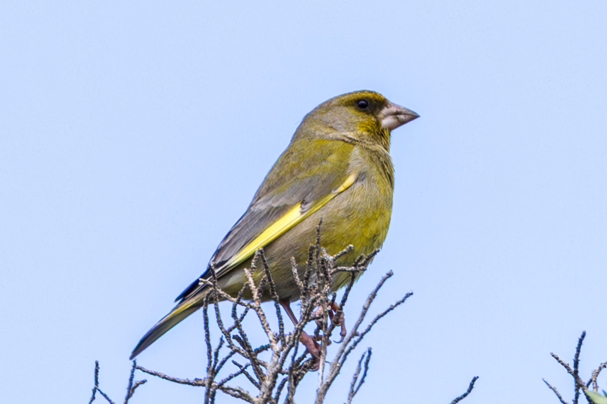 Greenfinch
