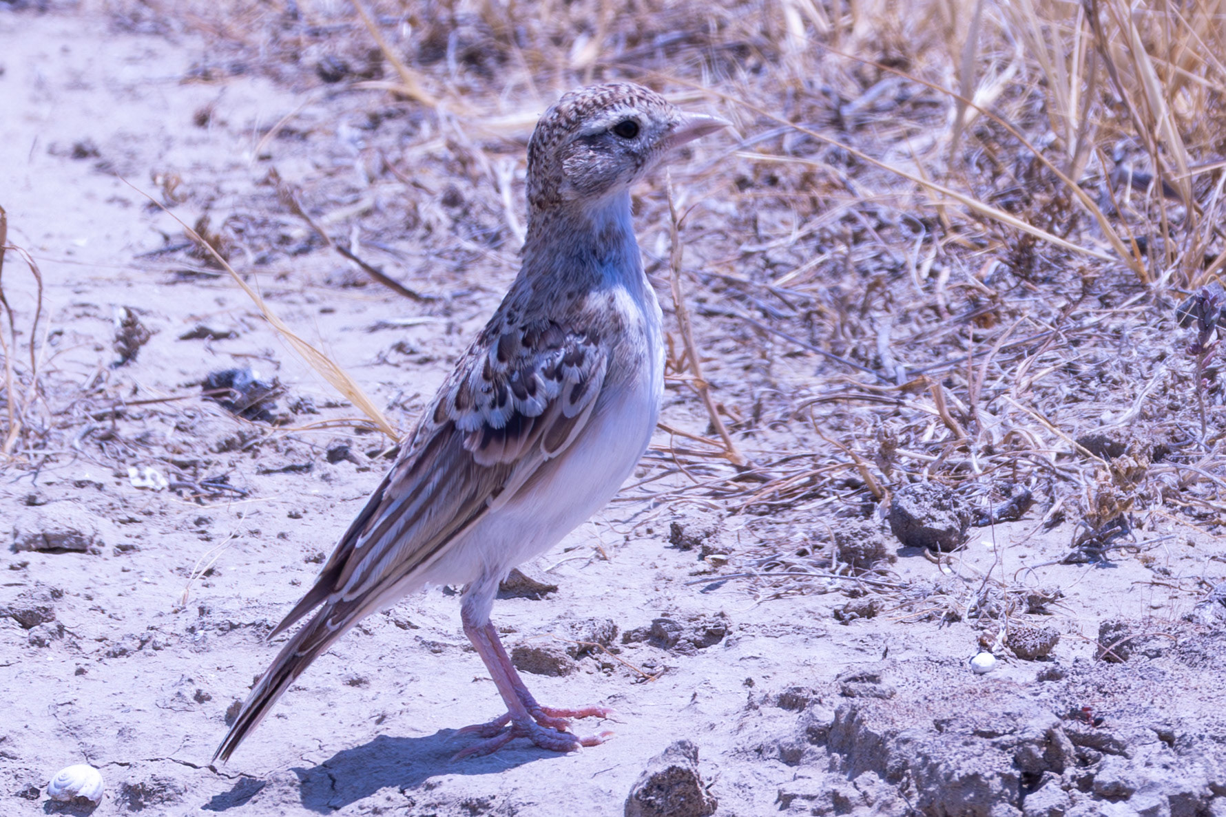 Greater Short-toed Lark