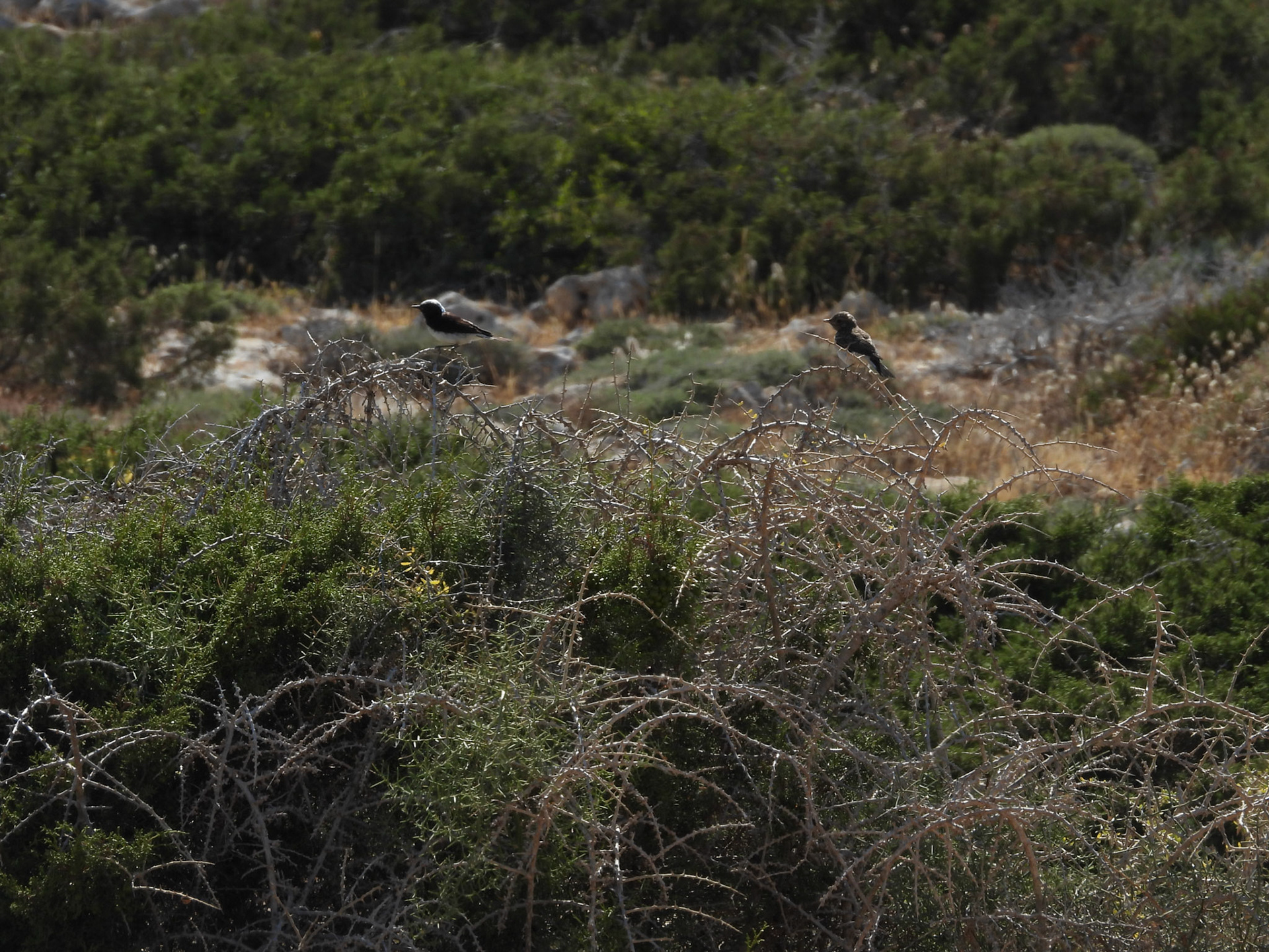 Cyprus Wheatear
