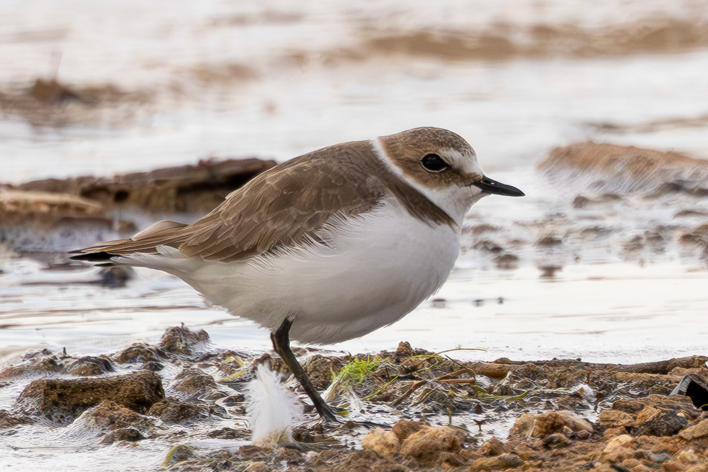 Kentish Plover
