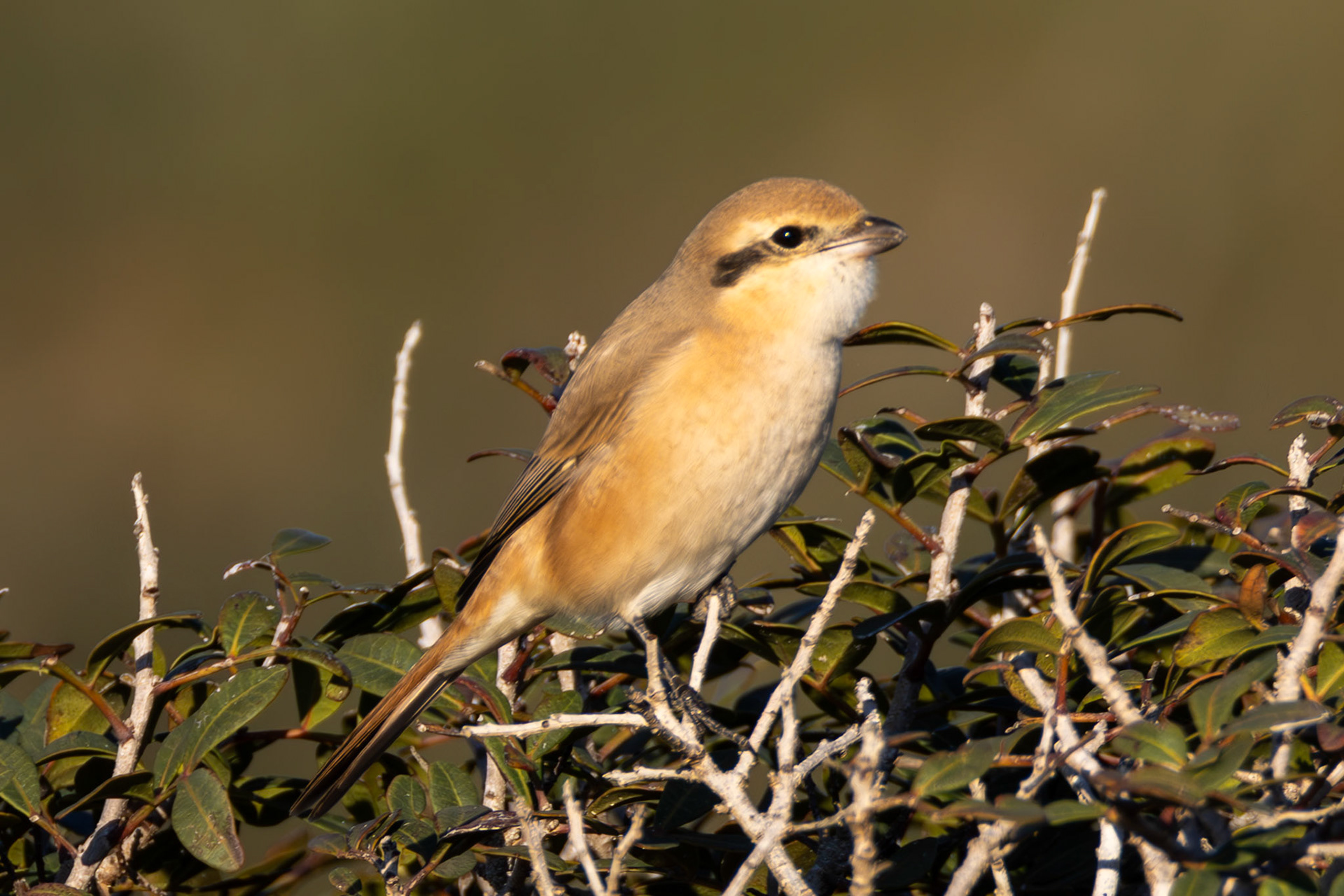Isabelline Shrike