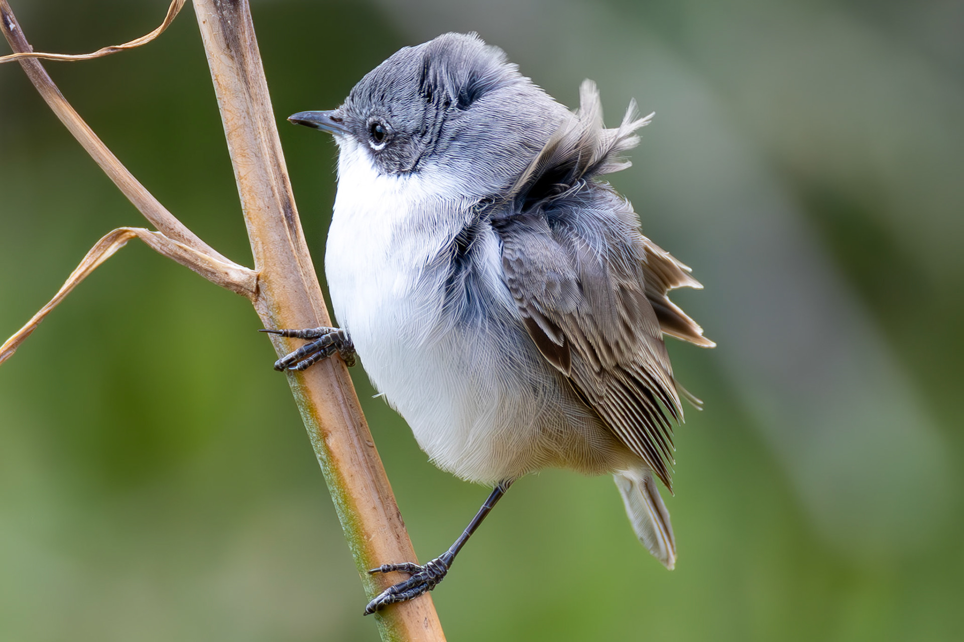 Lesser Whitethroat