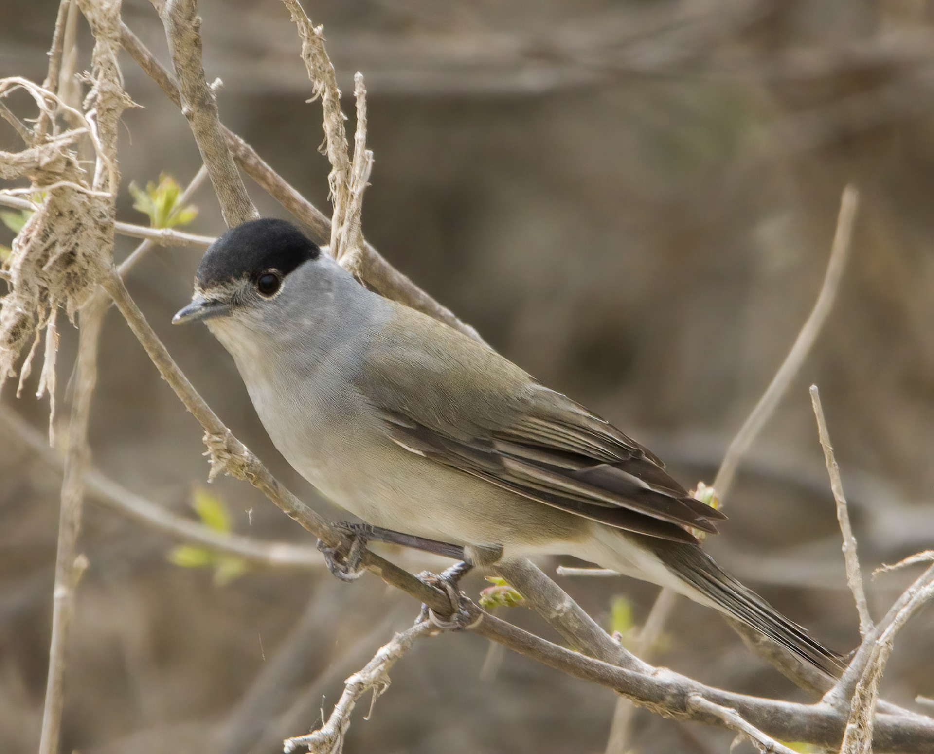 Blackcap