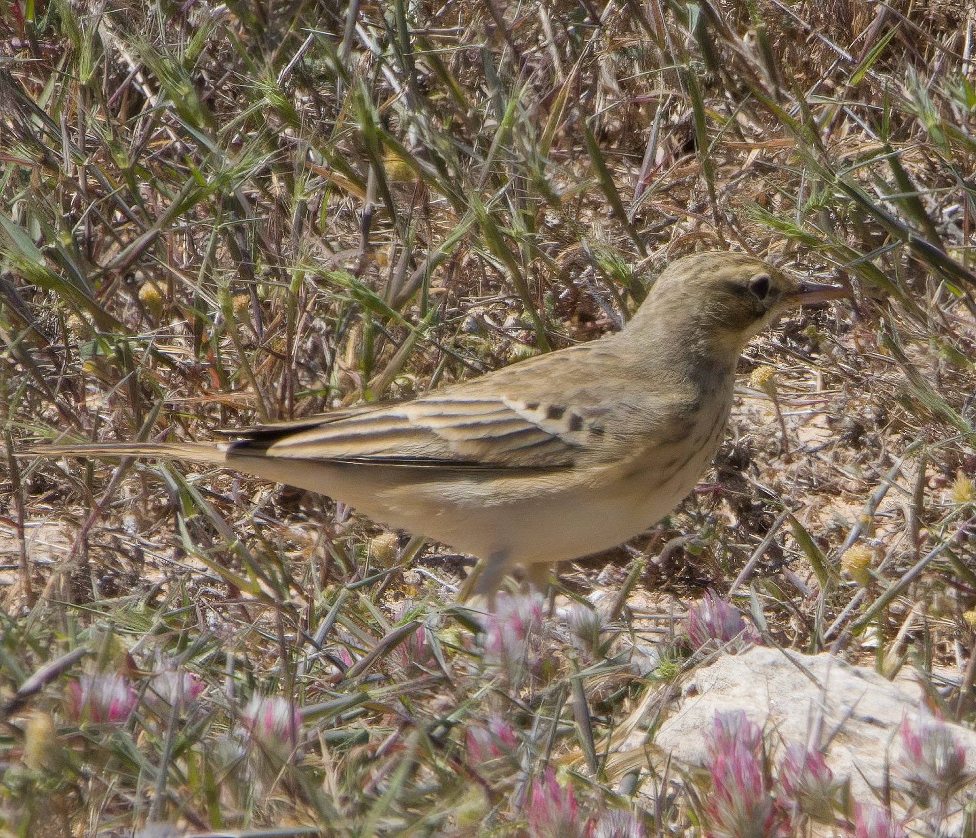 Tawny Pipit