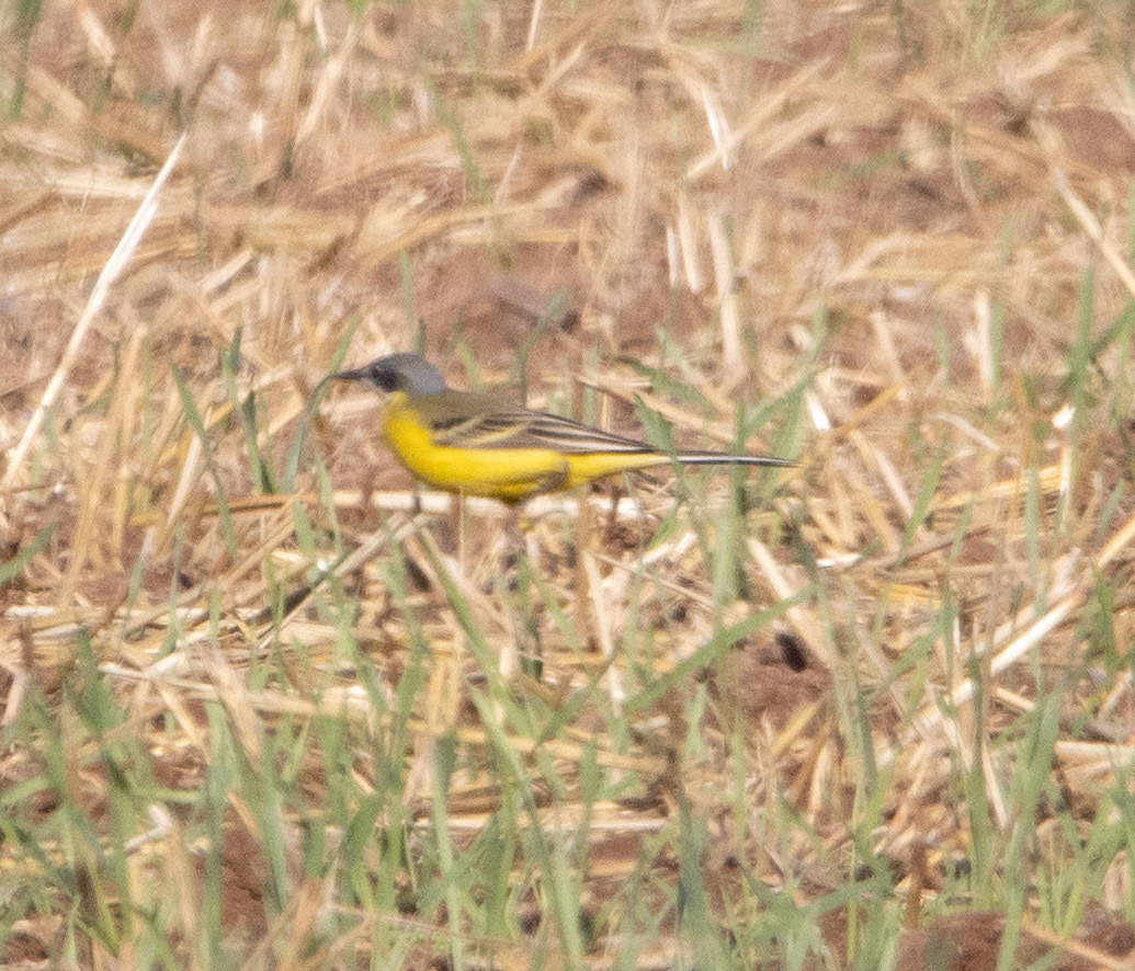 Grey-headed Wagtail