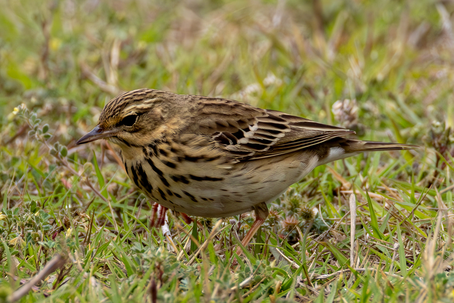 Tree Pipit