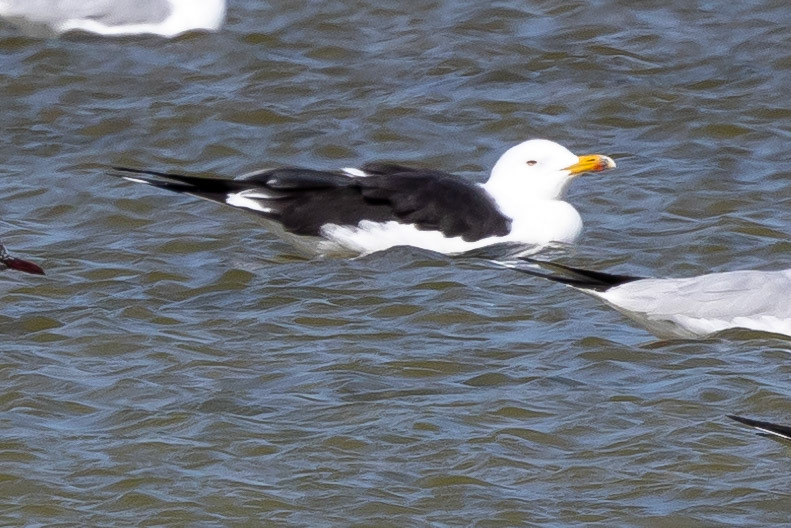 Baltic Gull