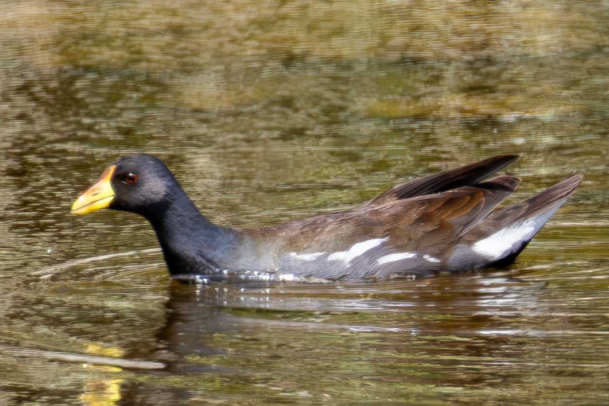 Lesser Moorhen