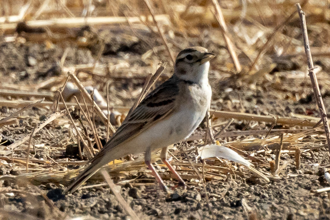 Greater Short-toed Lark