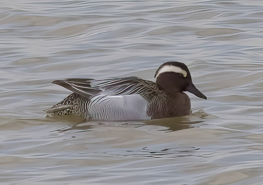 Garganey