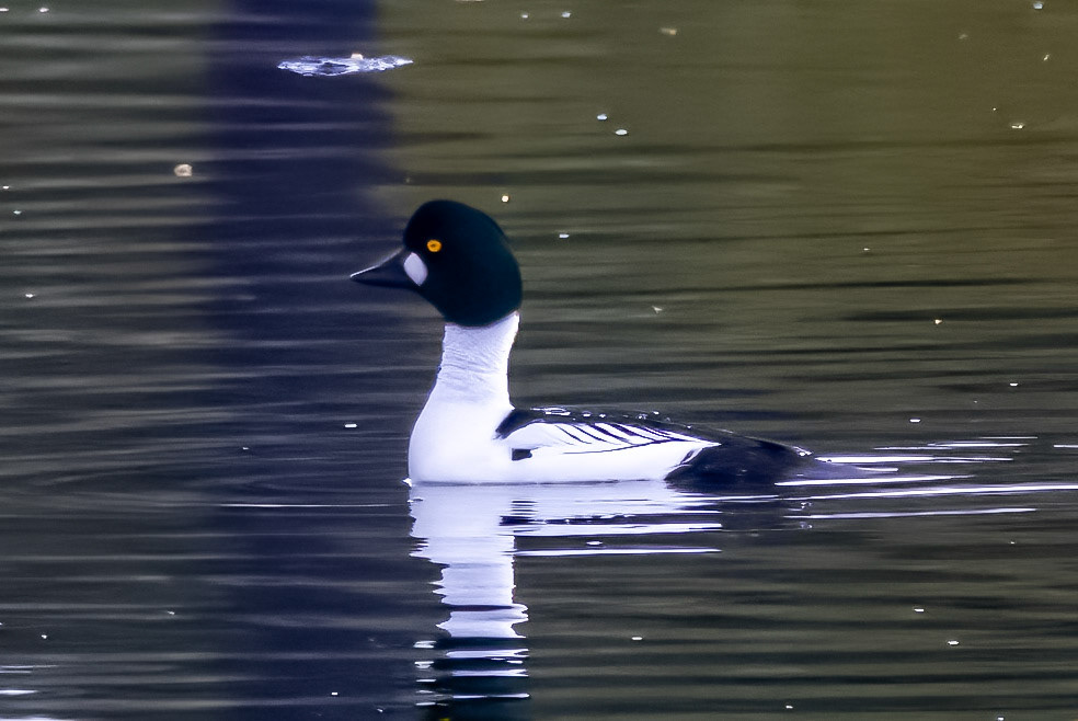 Common Goldeneye