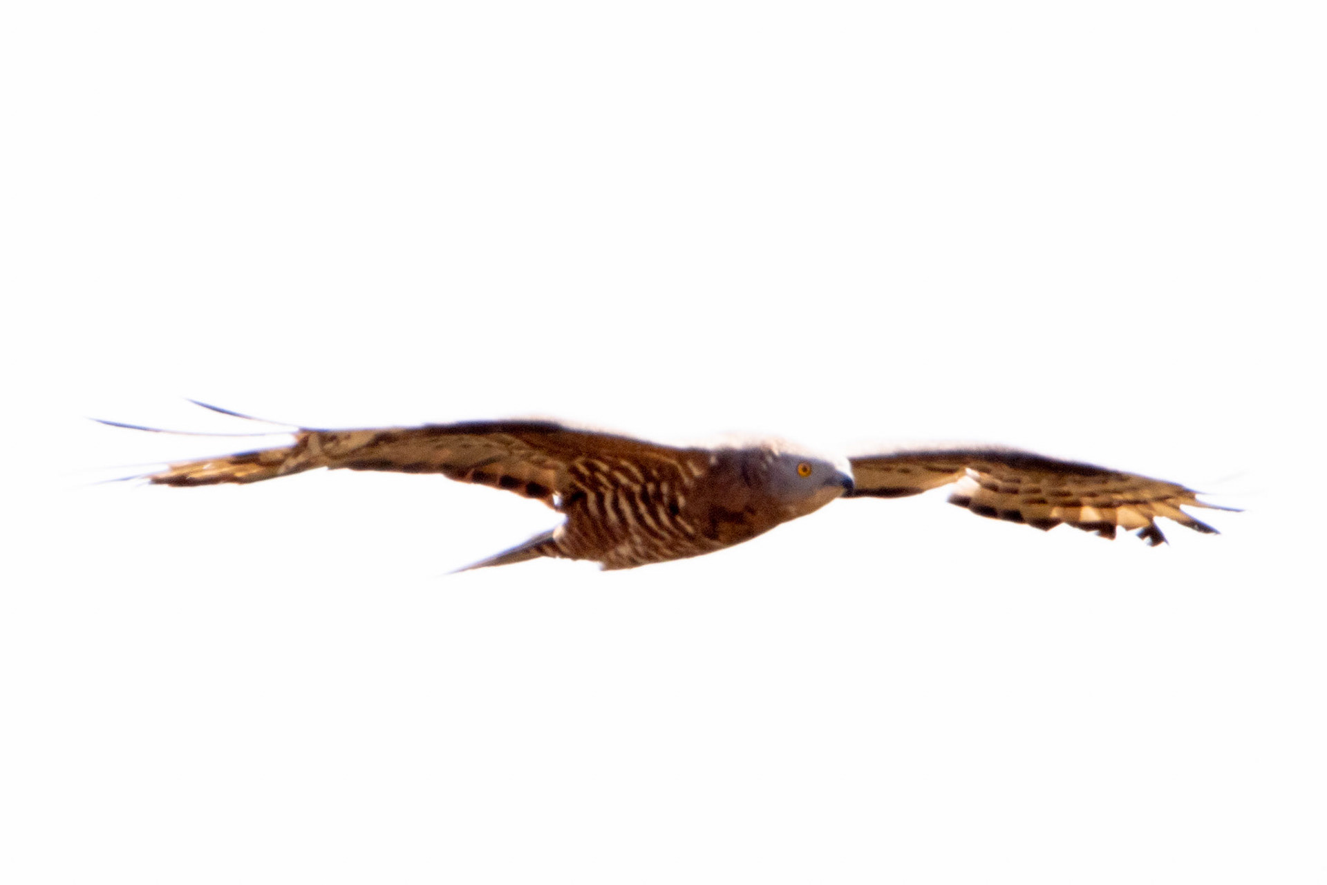 Honey Buzzard