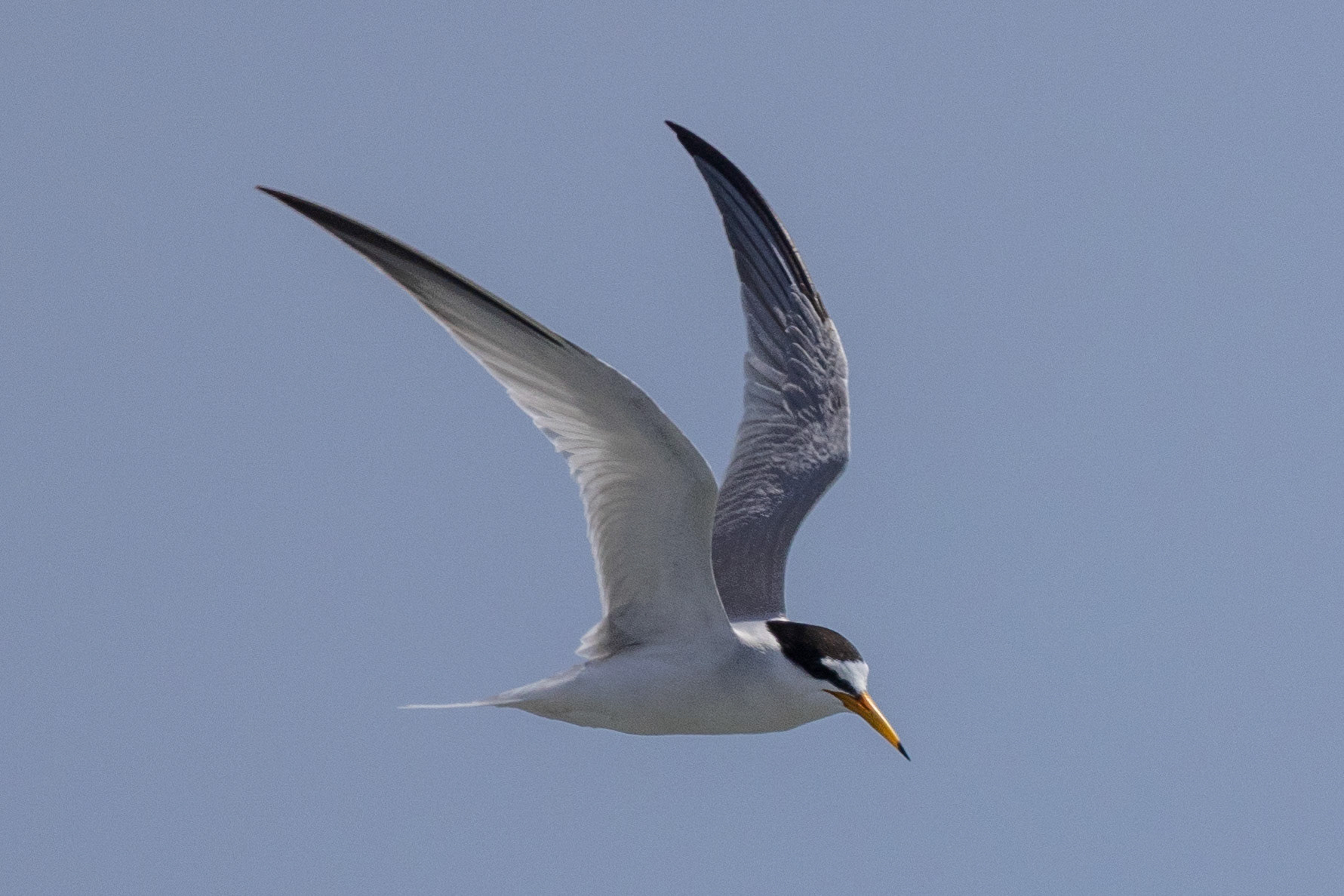 Little Tern