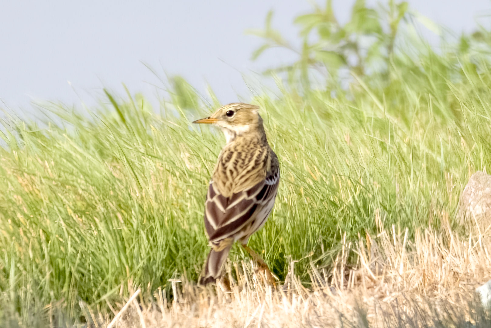 Red-throated Pipit