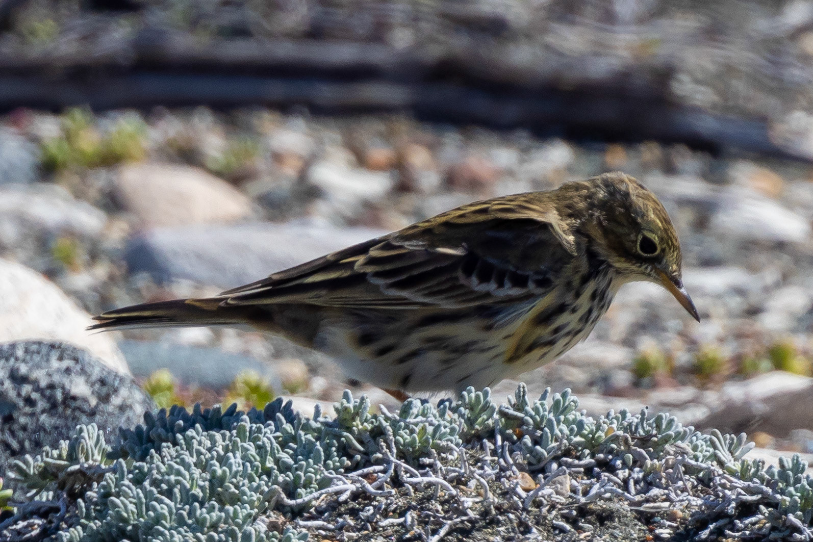 Meadow Pipit