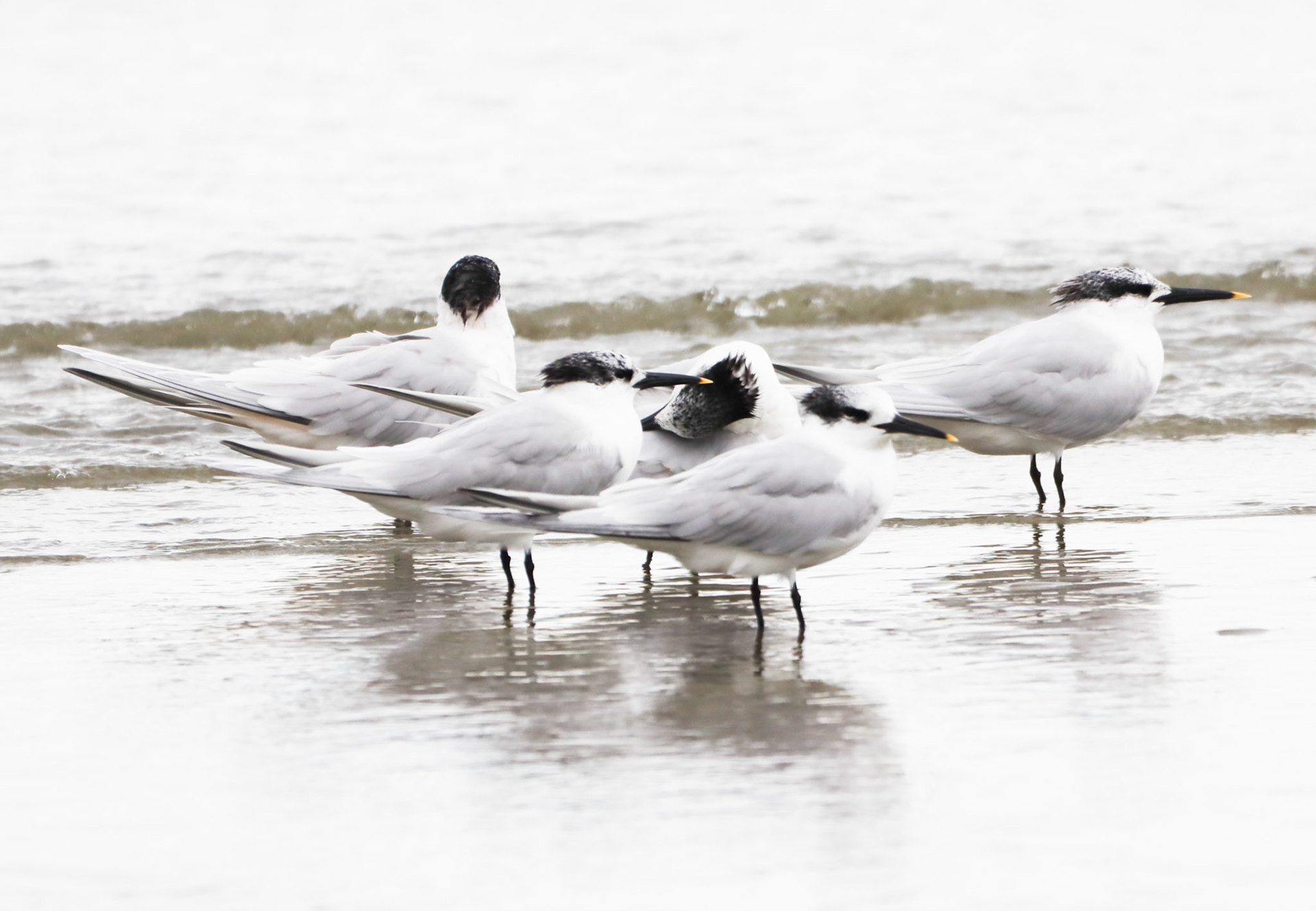 Sandwich Tern
