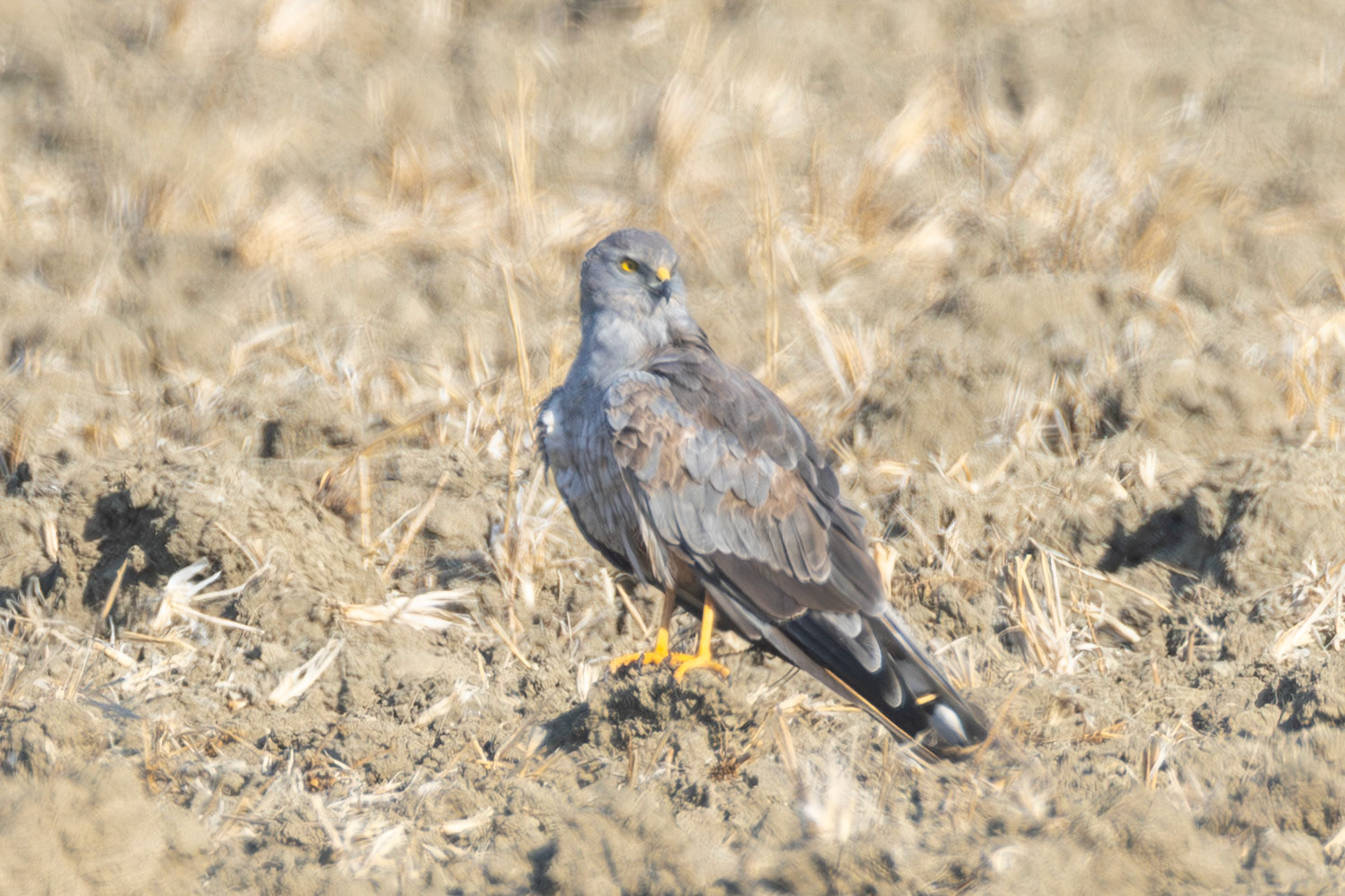 Montagu's Harrier