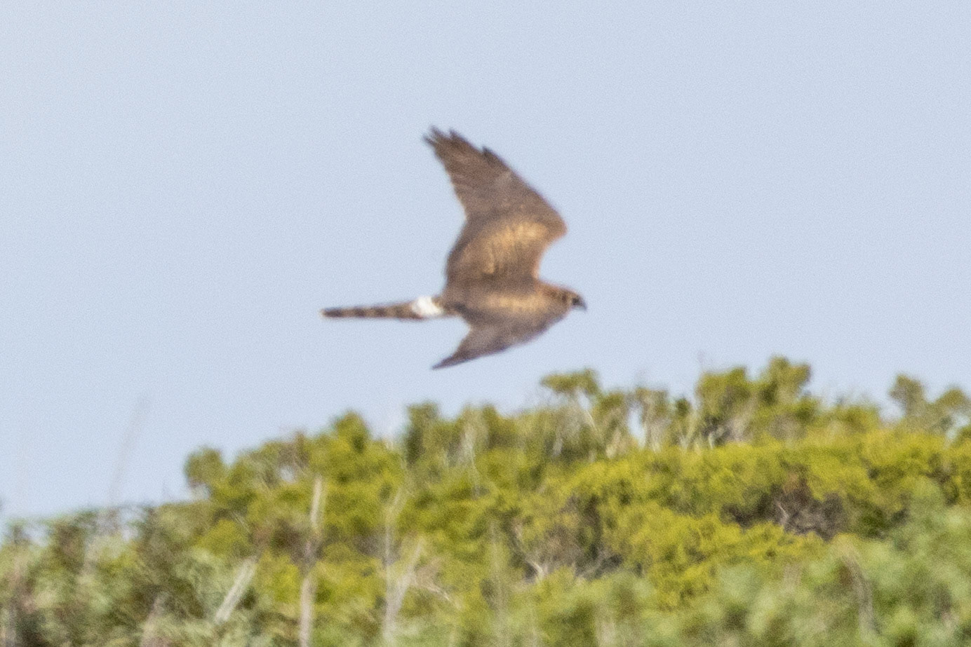 Pallid Harrier