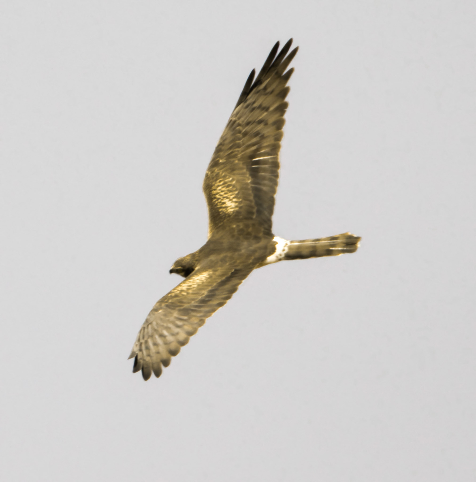 Montagu's Harrier