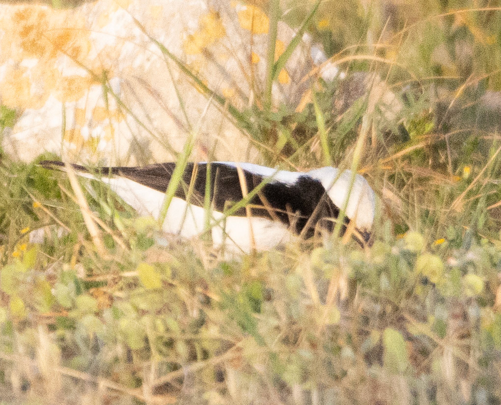 Finschs Wheatear